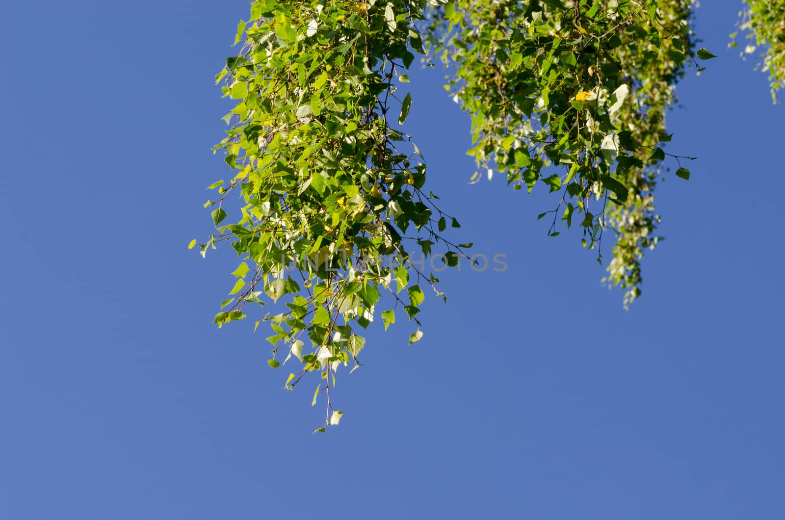 Leaves on branch of birch tree against blue sky by sauletas