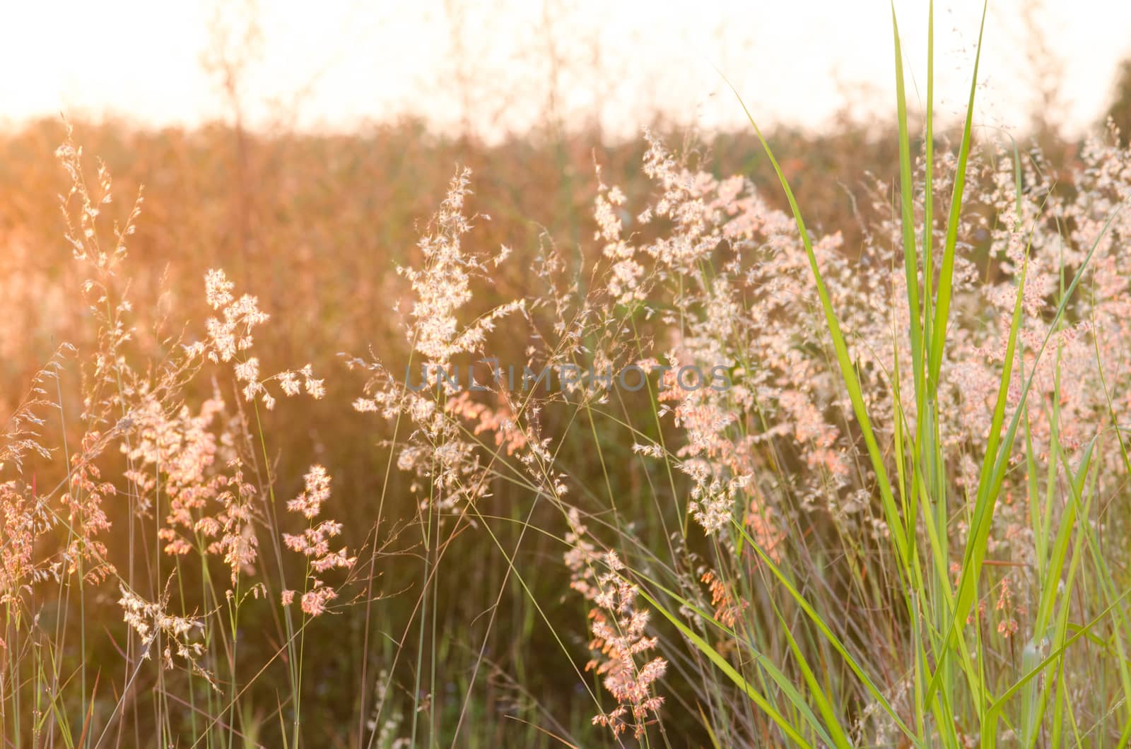 Abstract nature background with flowering grass in the meadow and sunset in the wind