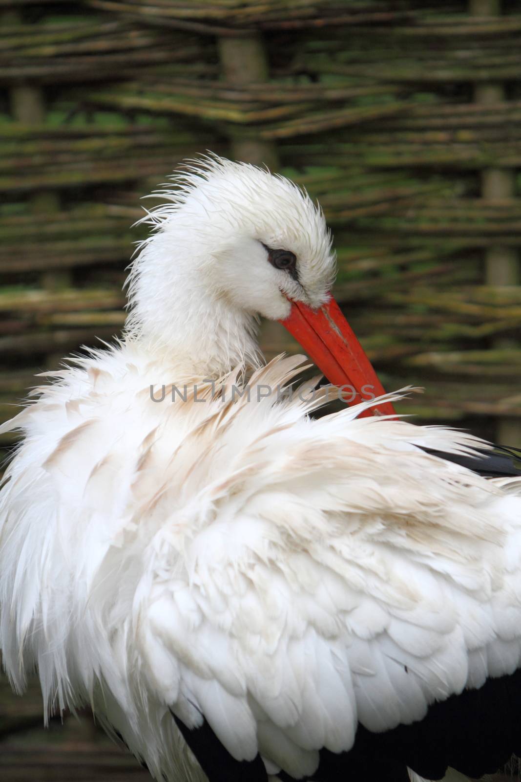White Stork ( Ciconia ciconia 