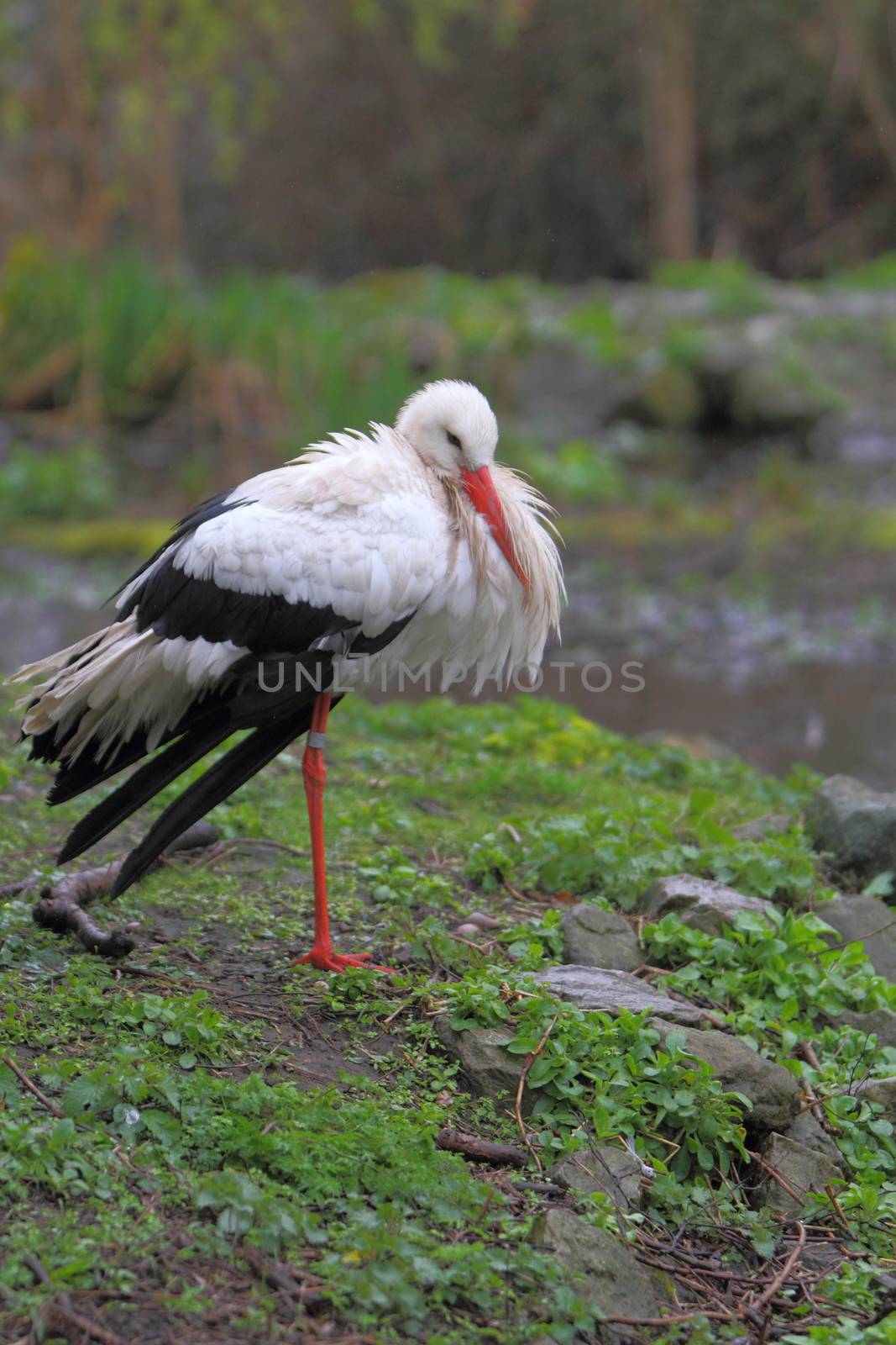 White Stork ( Ciconia ciconia ) by mitzy