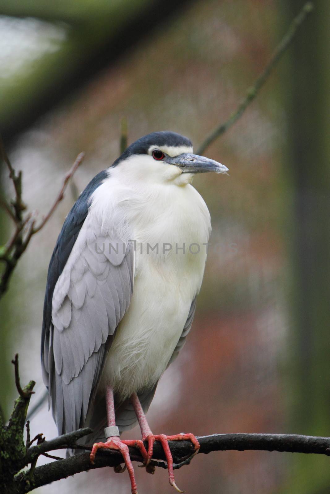 Black crowned night heron( Nycticorax nycticorax ) by mitzy