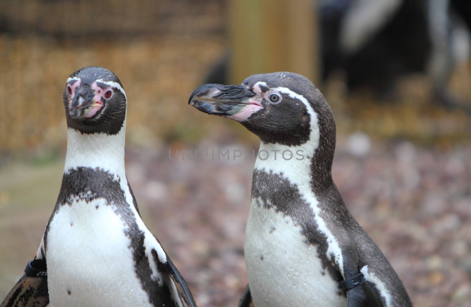Humboldt penguin by mitzy