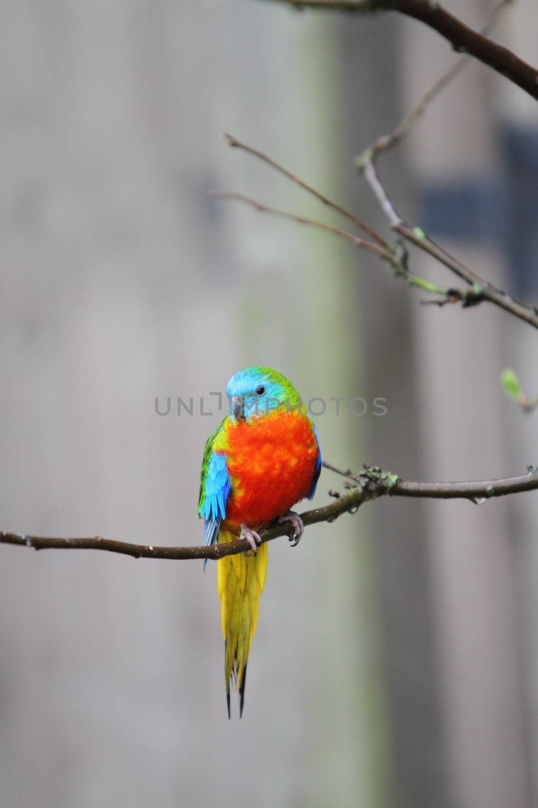 Turquoise parrot by mitzy