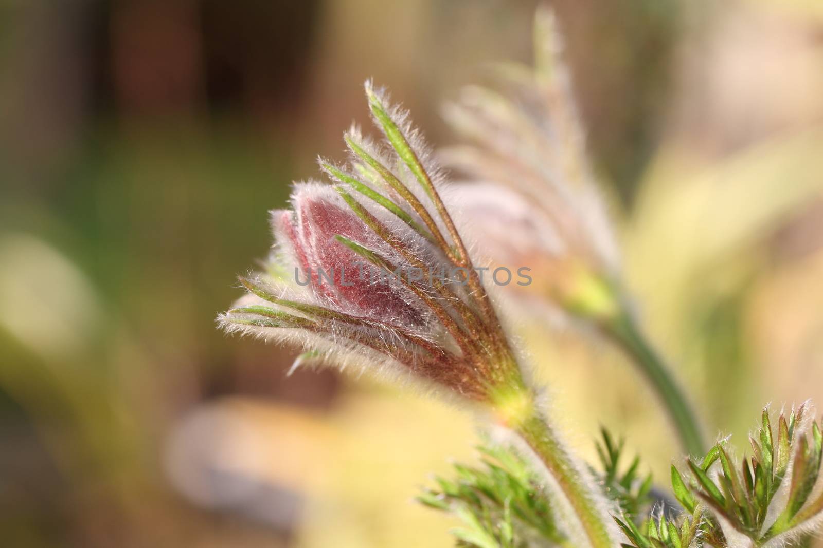 Pasque Flowert bud(Pulsatilla) by mitzy