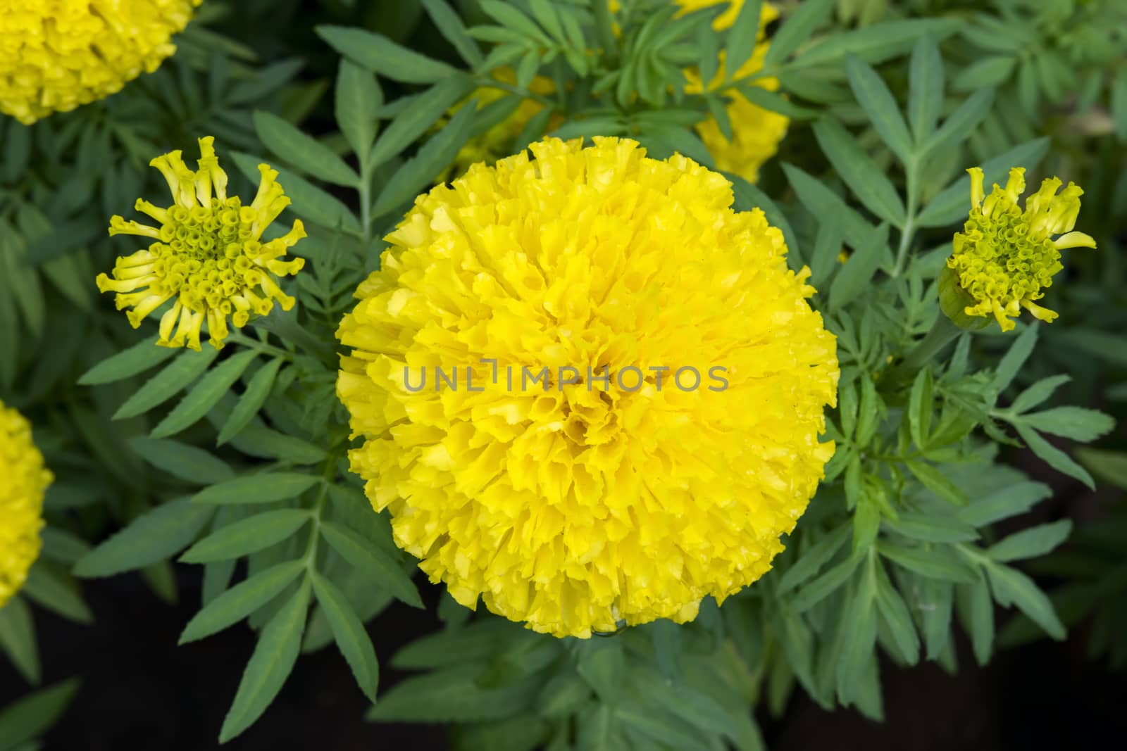 Yellow Tagetes Erecta. by GNNick