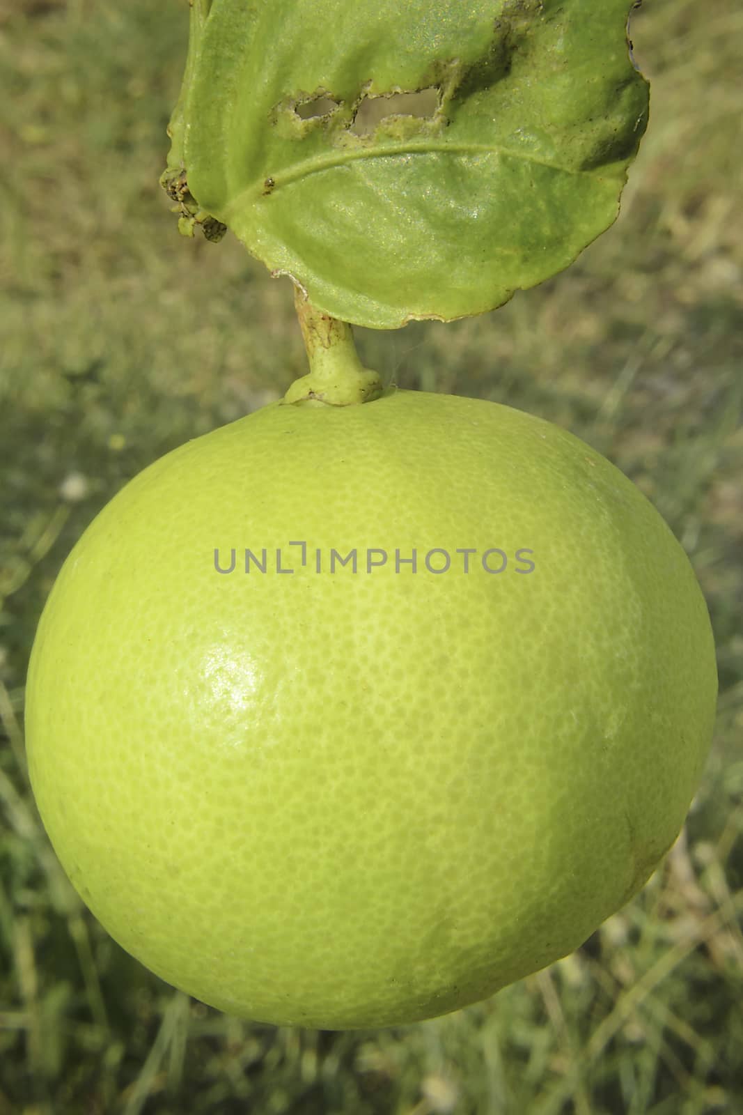 The Green Lemon Fruit hang on a tree