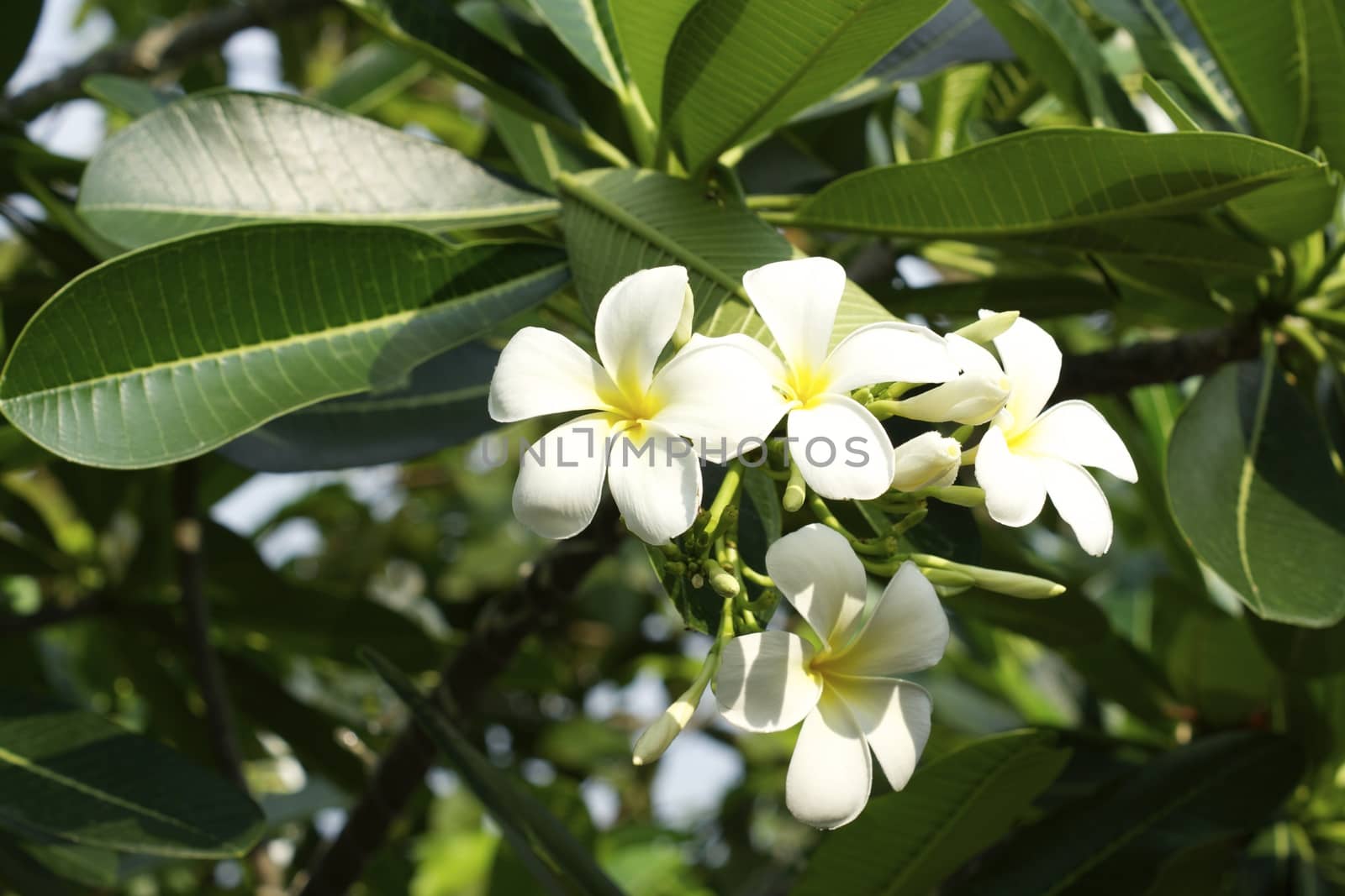 white temple flowers,shallow focus