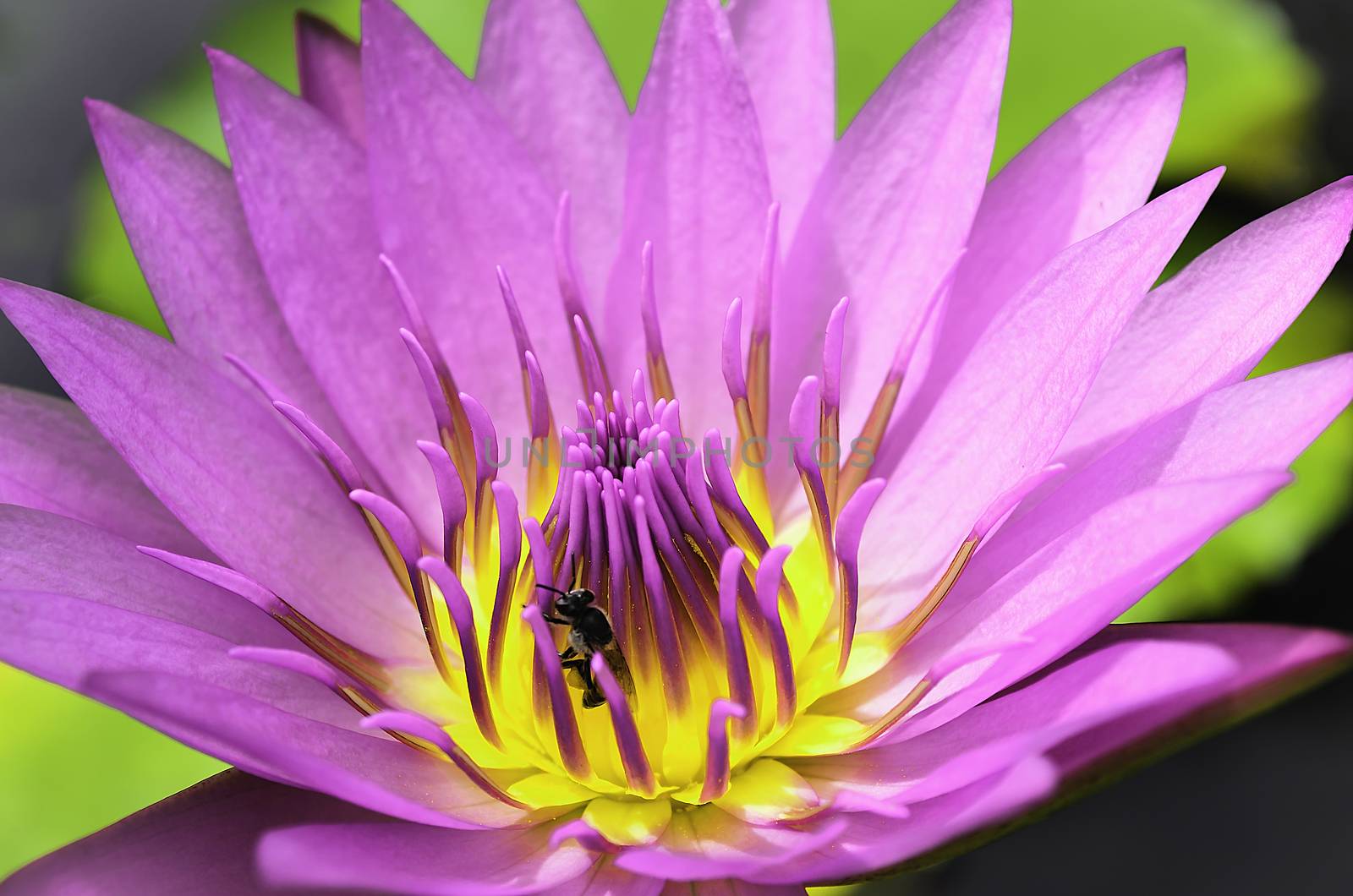 The lotus or water lily in pink-purple with yellow-pink pollen and Bug.