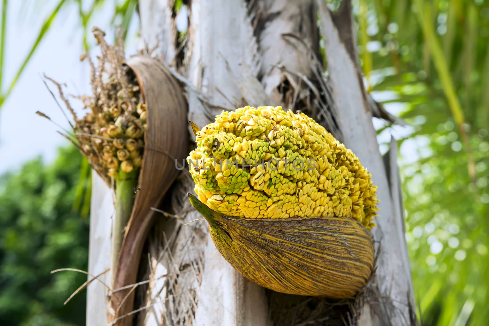 Flower Bud of Palm Tree in Nong Nooch Garden, Thailand.