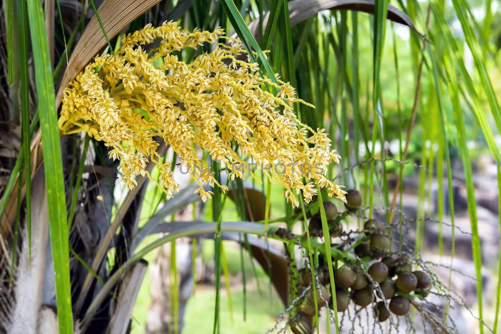 Opened Flower and Fruits of Oil Palm. by GNNick