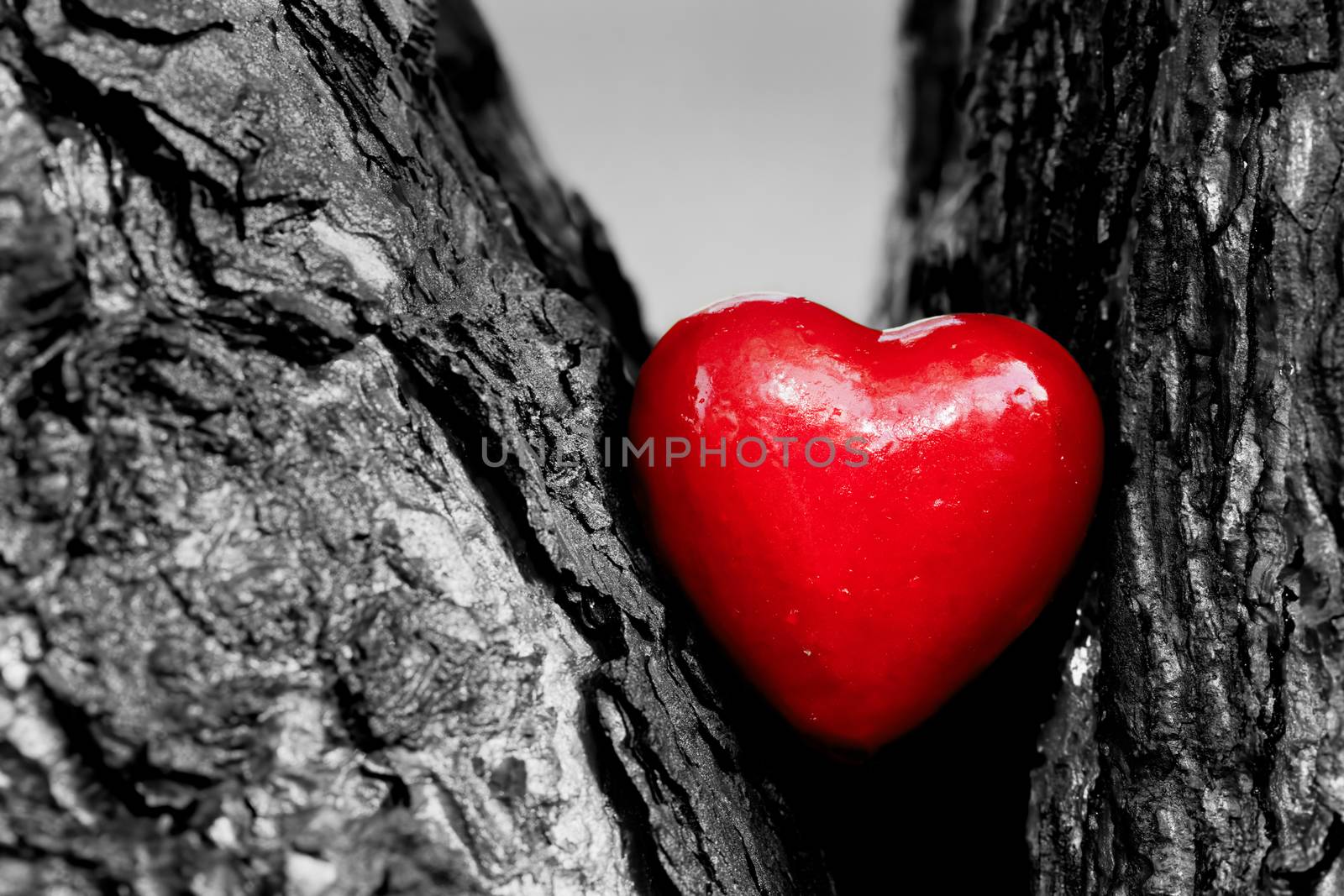 Red heart in a tree trunk. Romantic symbol of love, Valentine's Day. Black and white with red.