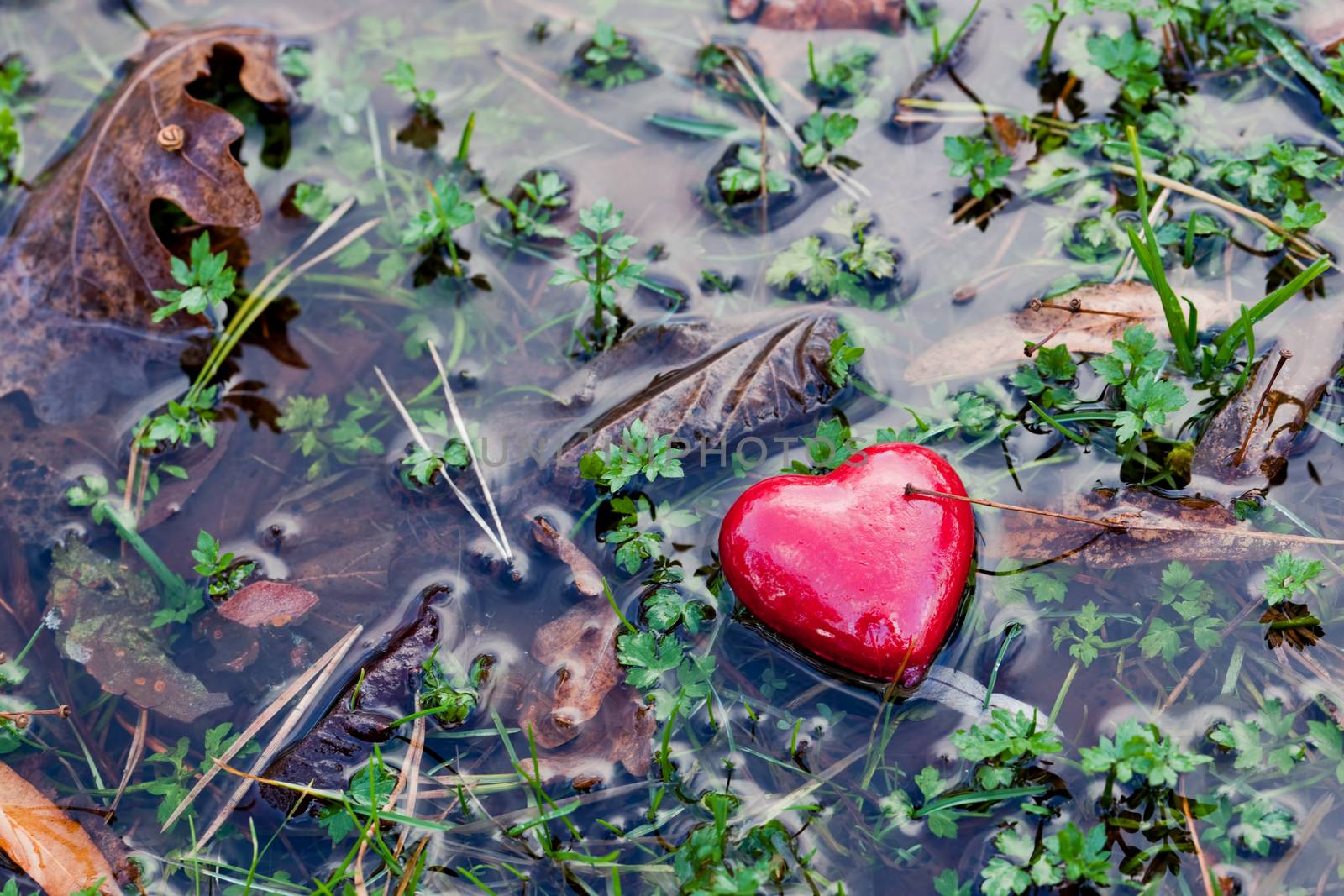 Red heart in water puddle on marshy grass, moss. Romantic symbol of love, Valentine's Day.