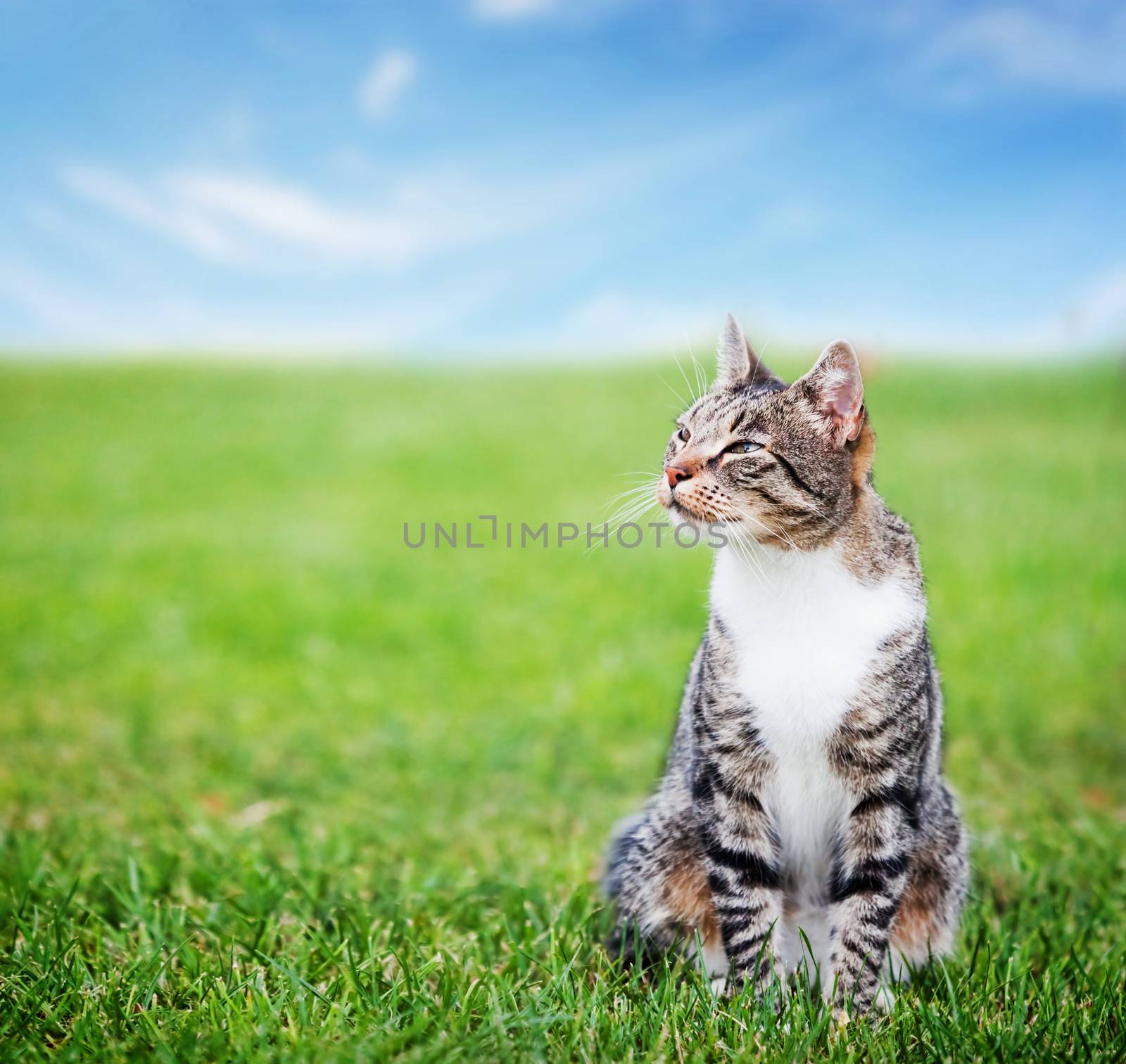 Cute cat sitting on green spring grass on sunny day. Colorful, vibrant composite