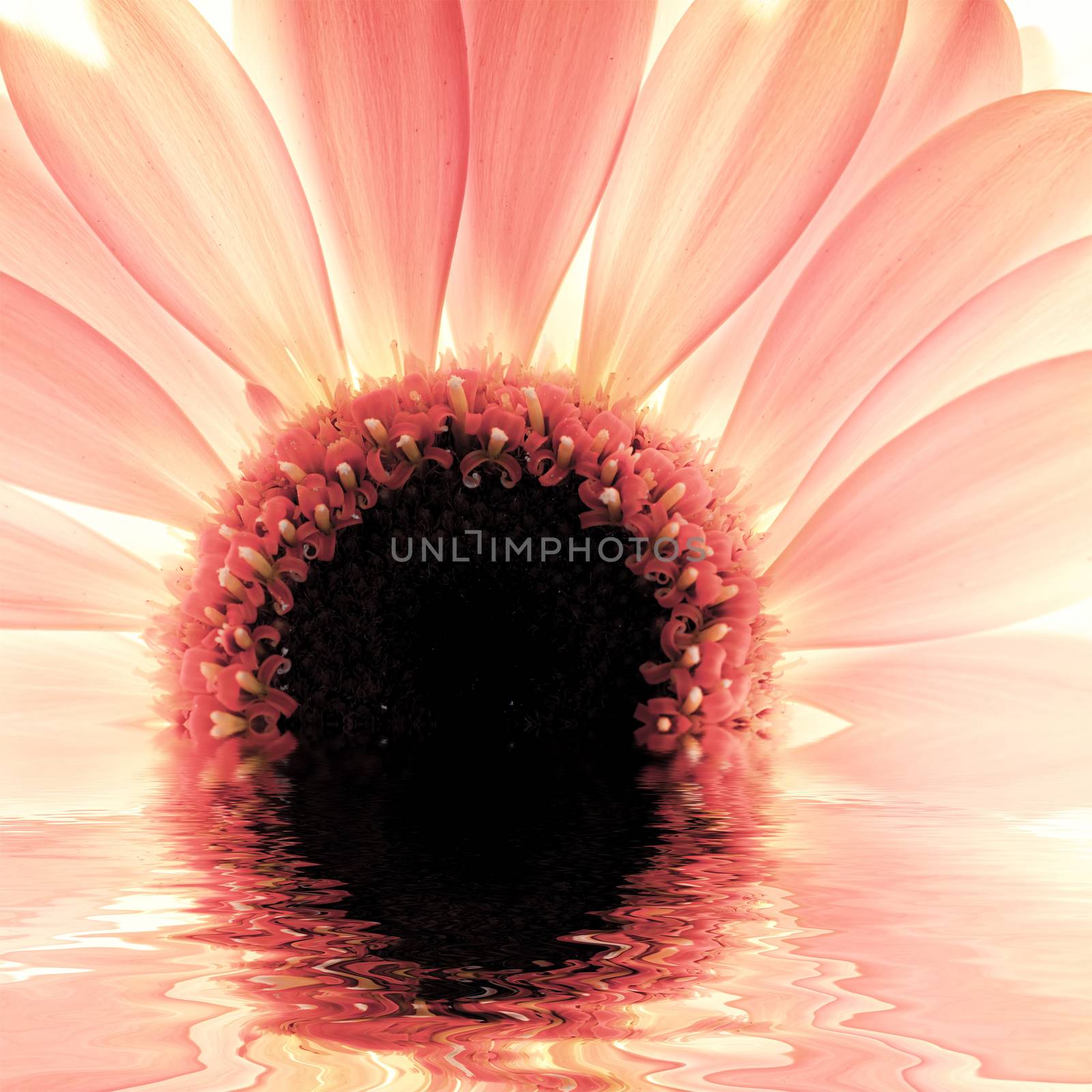 Flower close-up, sunlight from behind, water reflection by photocreo