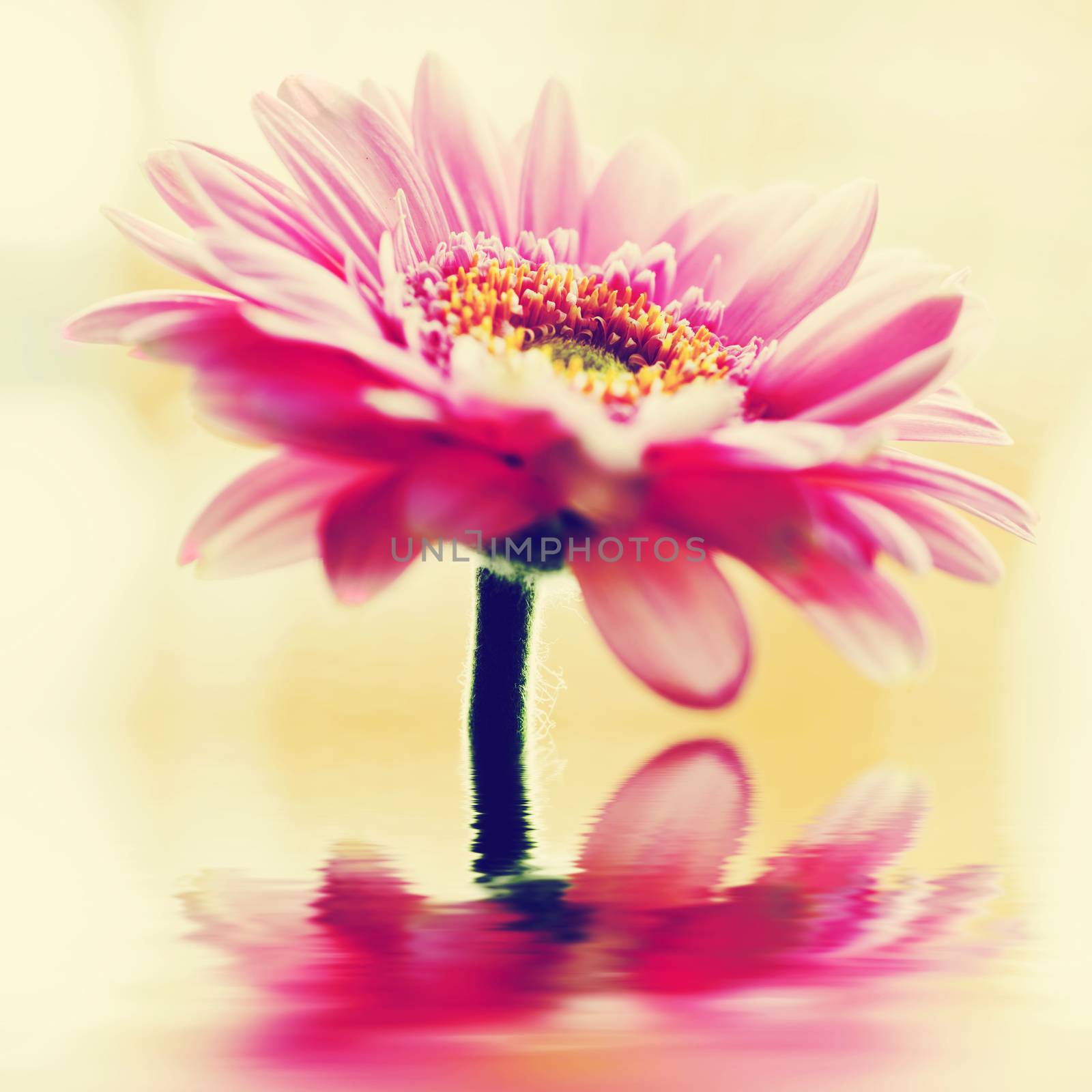 A spring flower in vintage style. Retro background by photocreo