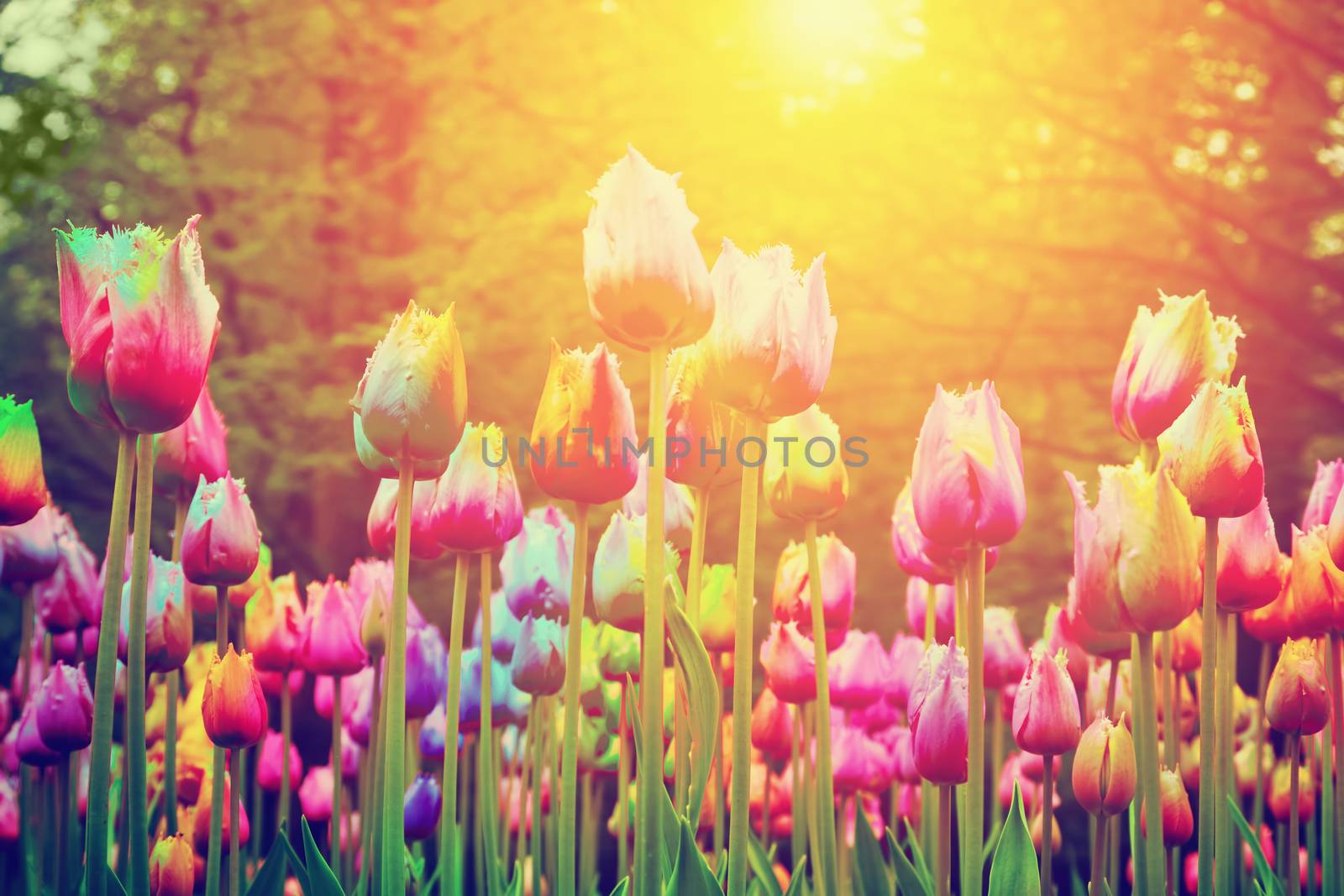 Colorful flowers, tulips in a park, sun shining. Vintage by photocreo