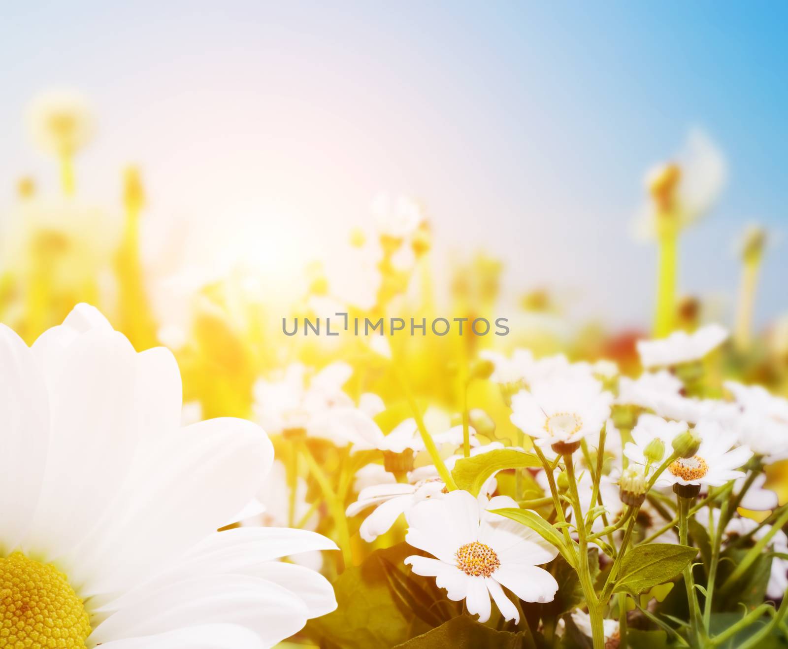 Spring field with flowers, daisy, herbs. Sun shining on blue sky