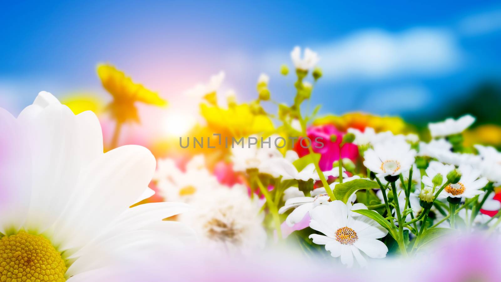 Spring field with flowers, daisy, herbs. Sun on blue sky by photocreo