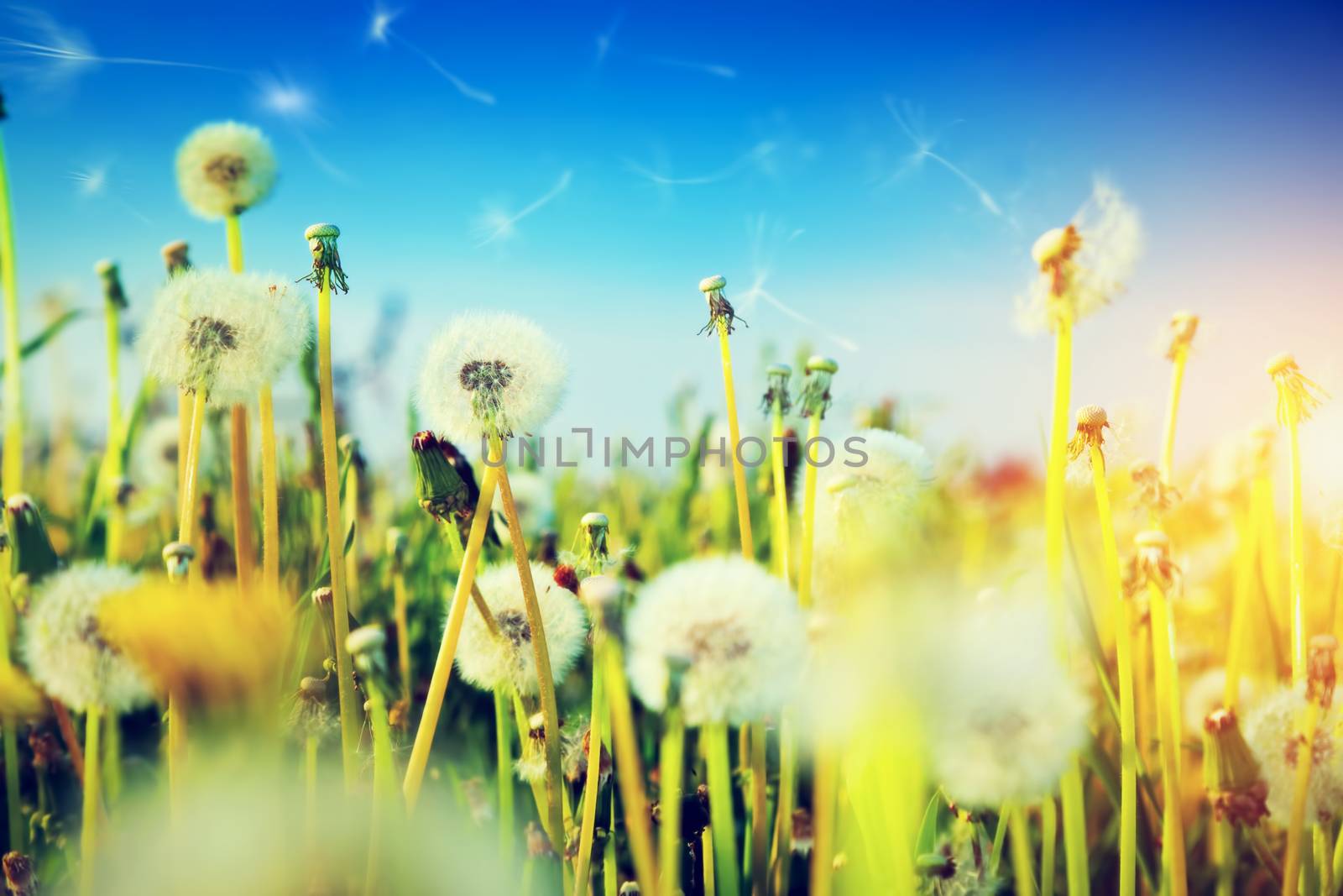 Spring field with flowers, dandelions in fresh grass. Sun shining on blue sky