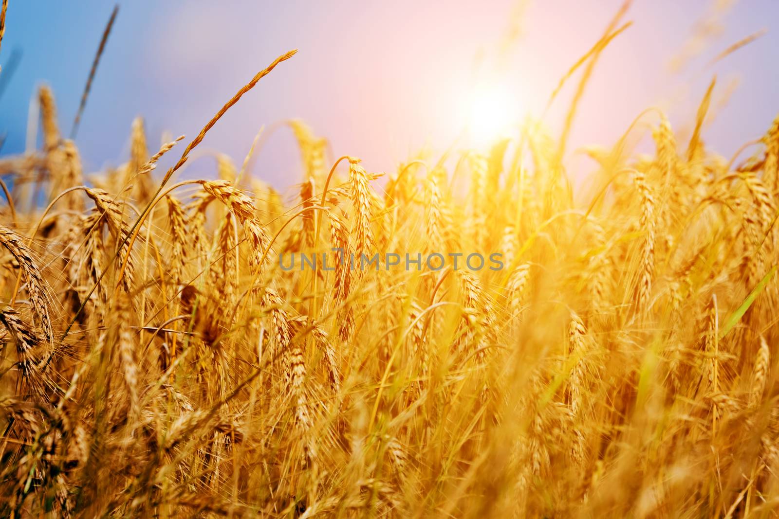 Sunny wheat field close-up. Agriculture background, golden sunset