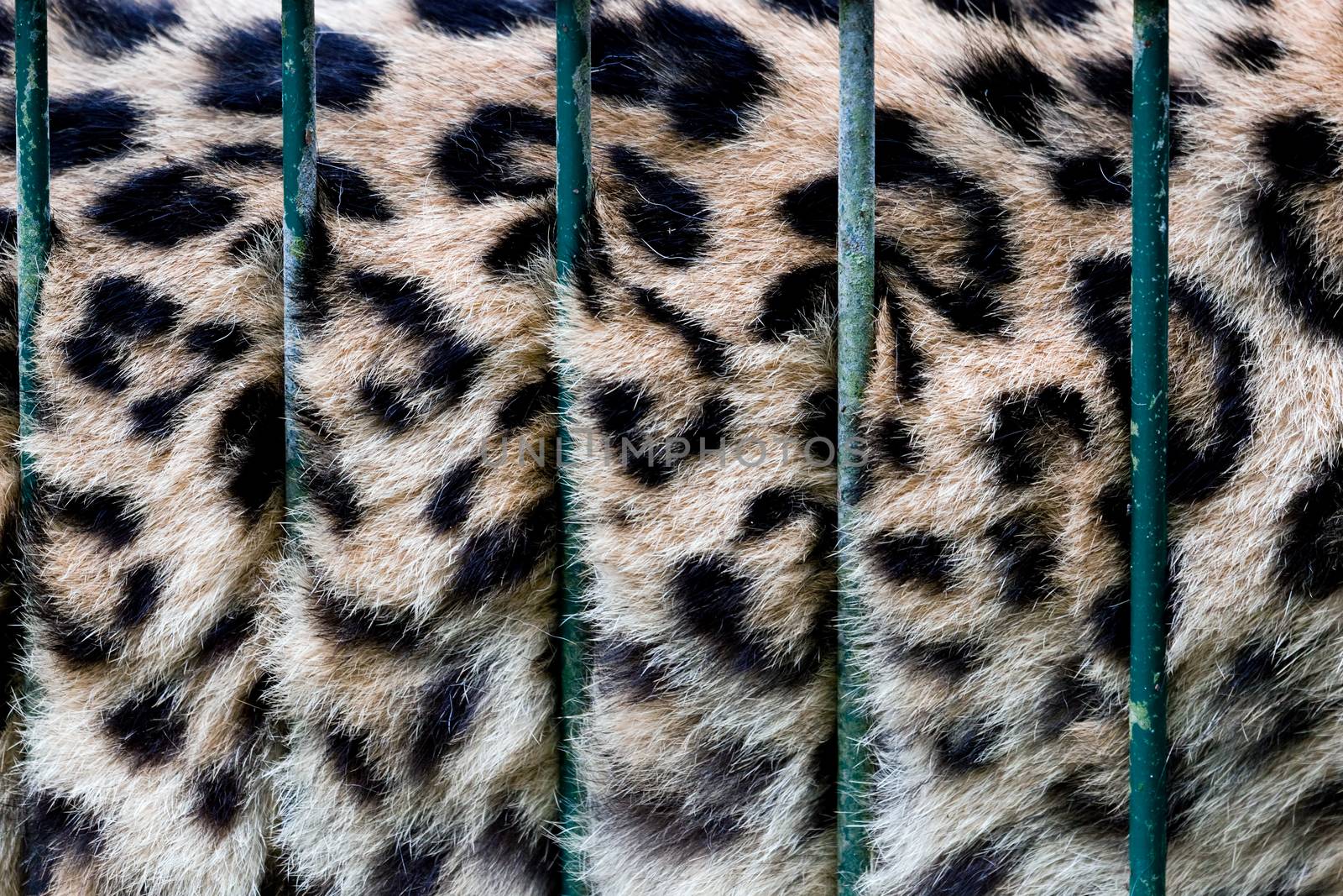 A big cat in cage, its fur behind zoo bars, captivity. Conceptual