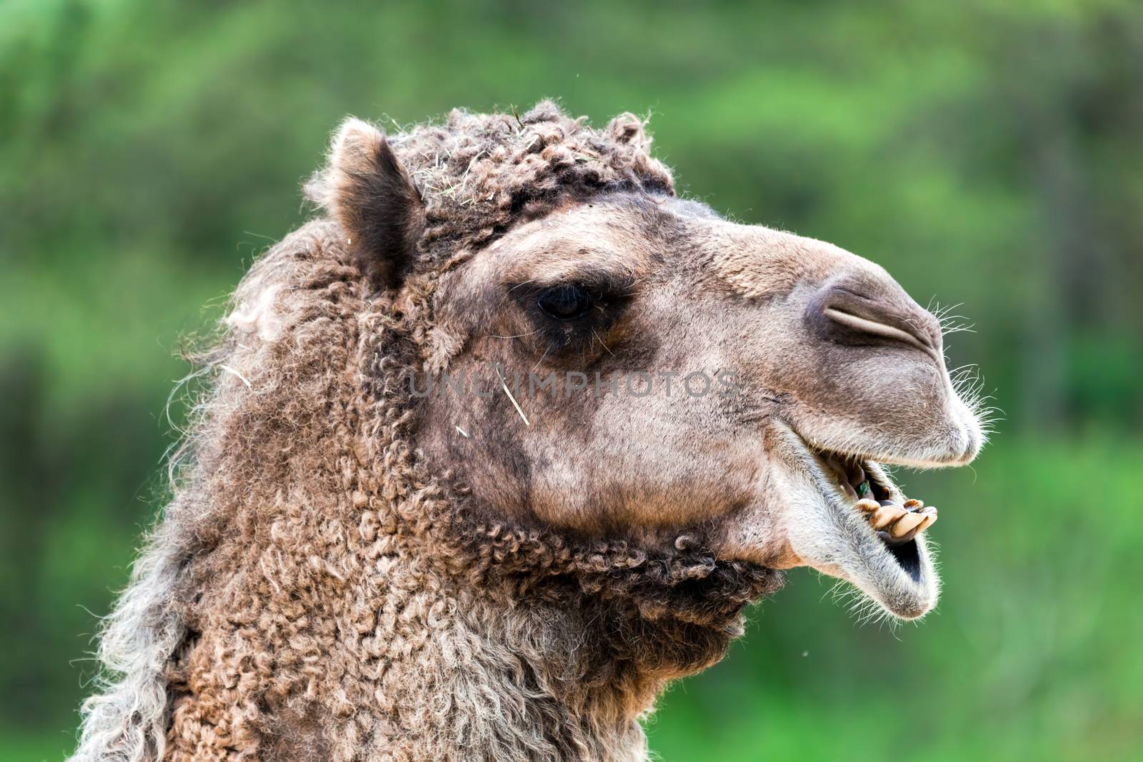 Bactrian camel portrait. Funny expression, head close up.