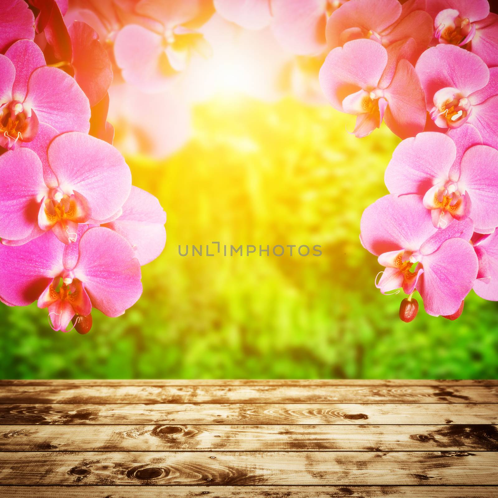 Spa, zen, wellness composition. Orchid flowers above wood rustic floor, tropical forest in sunshine light in the background