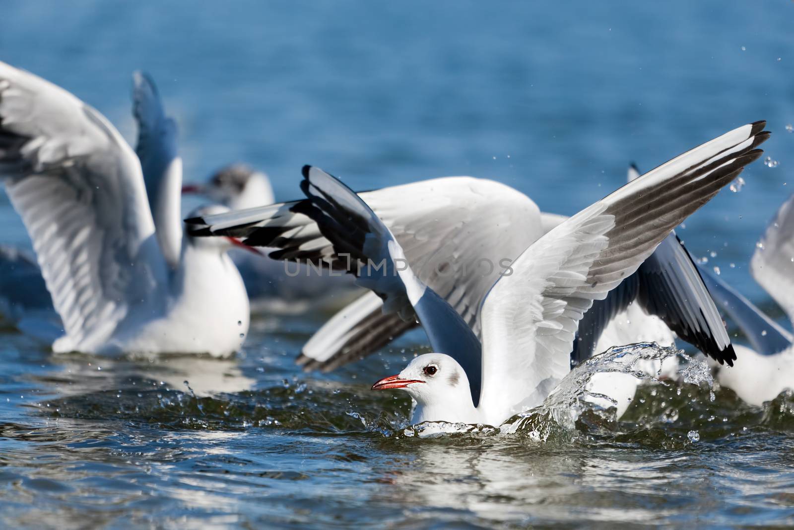 Seagulls playing in the sea, taking off, floating by photocreo