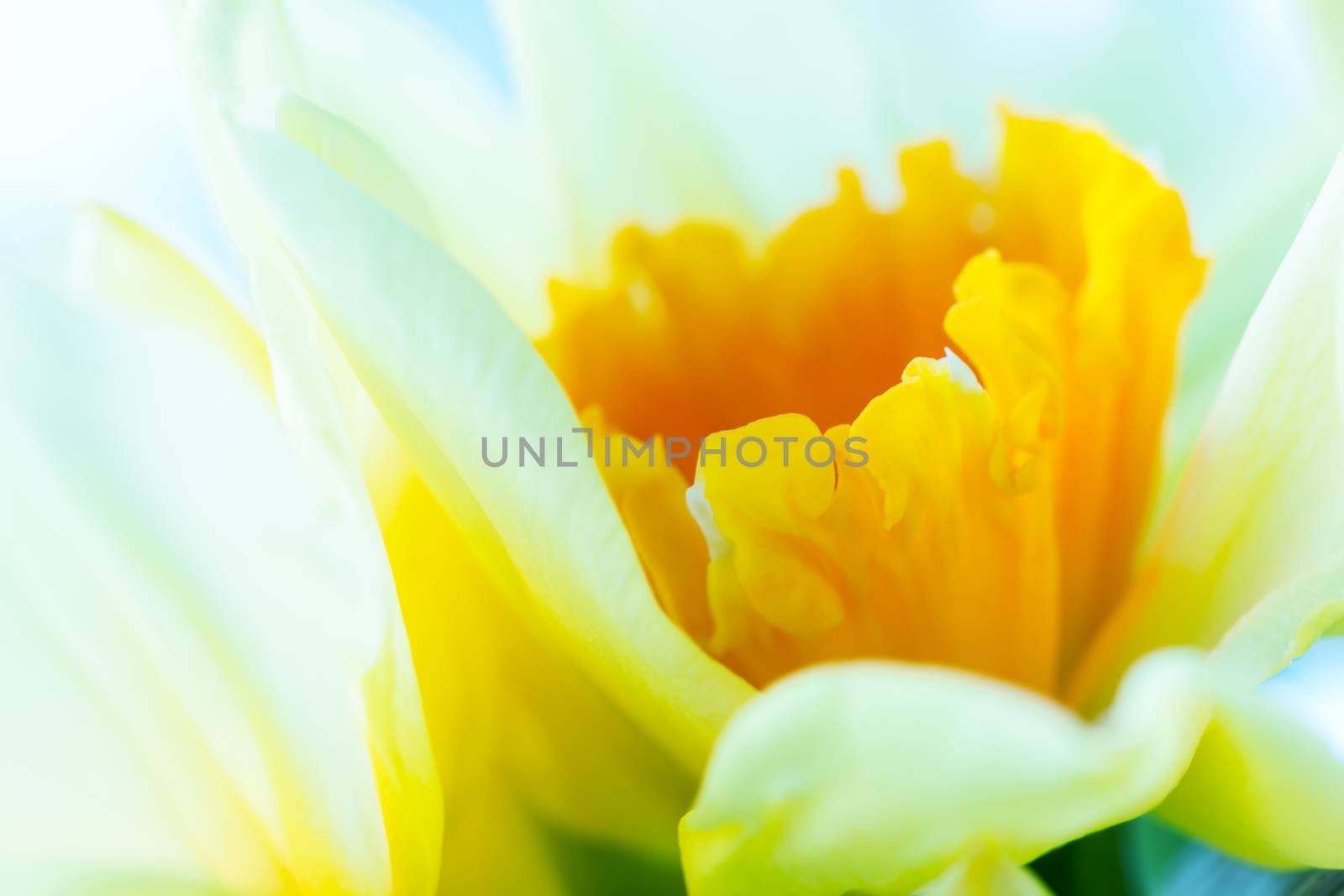 Macro image of spring flower, jonquil, daffodil. Delicate calyx, petals