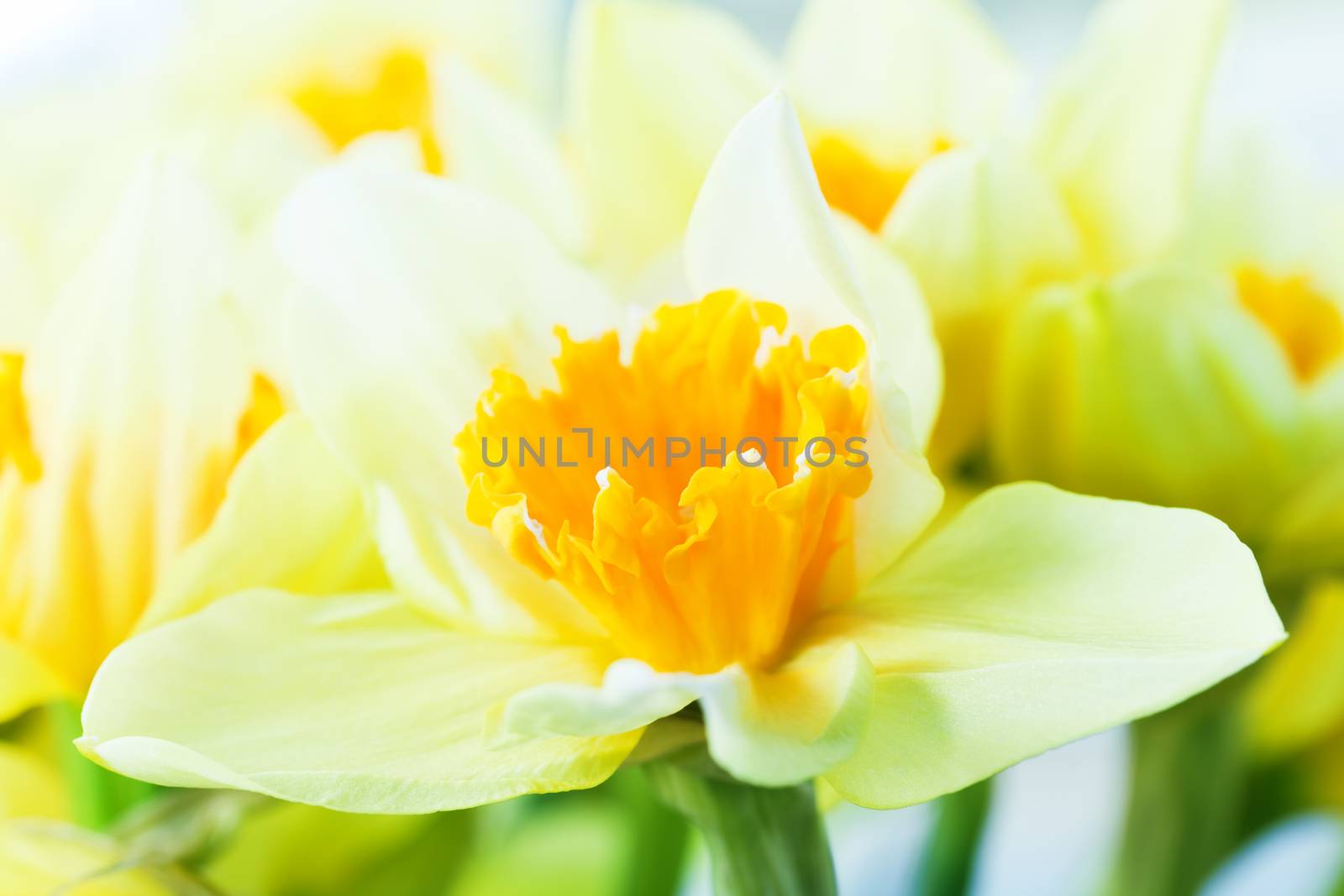 Macro image of spring flower, jonquil, daffodil. by photocreo