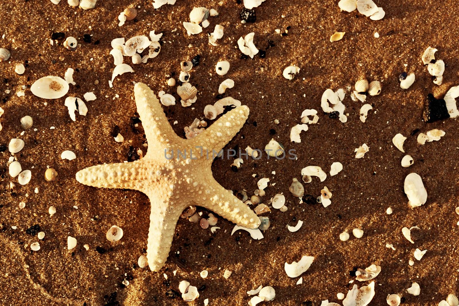 Starfish and sea shells on the exotic beach at warm sunset. Travel, vacation, holidays concepts