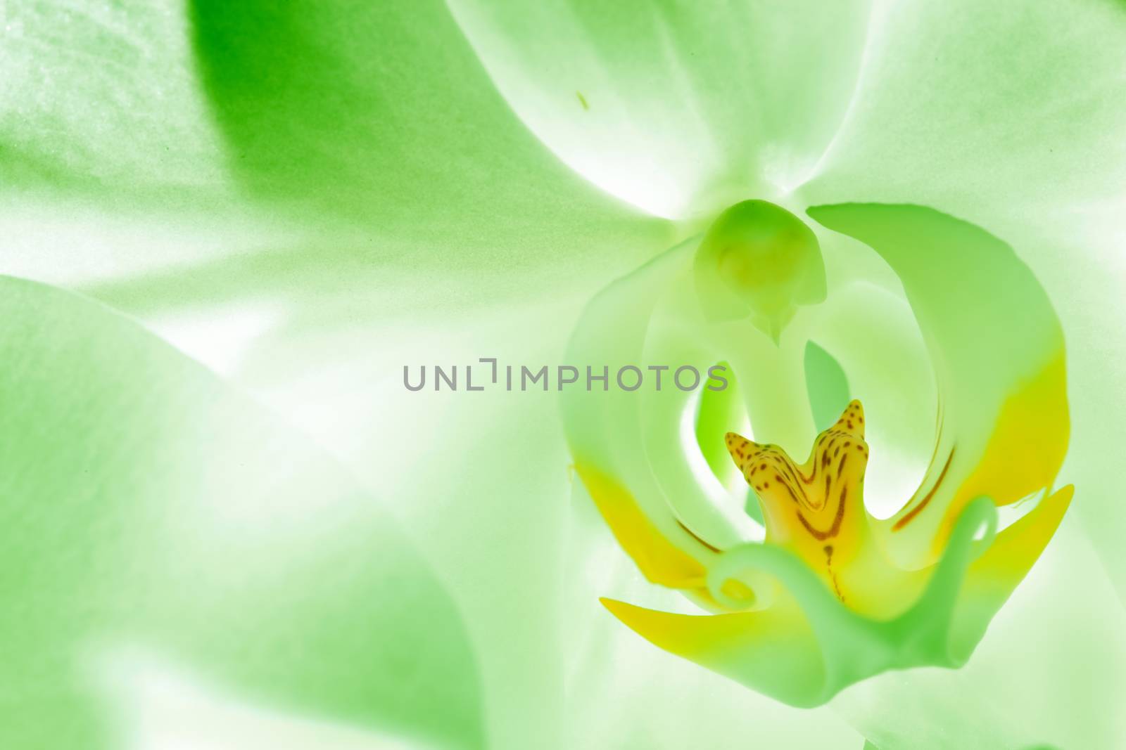 Green orchid flower close up. Blossom with focus copy-space