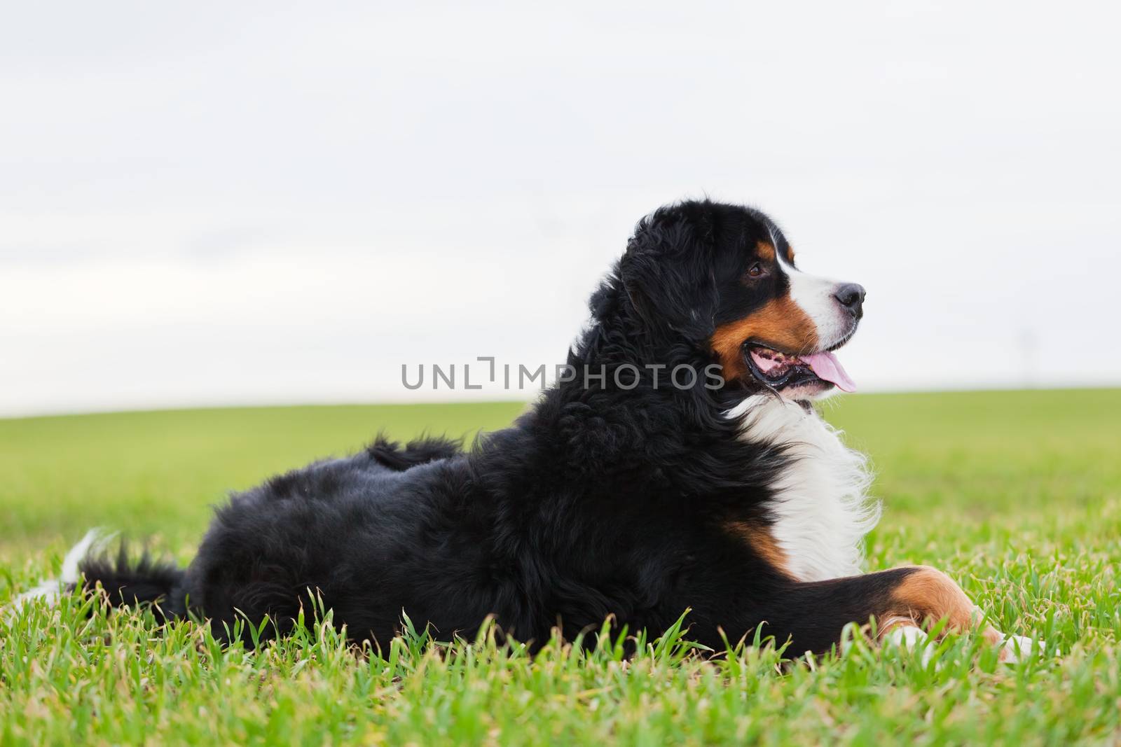 Bernese Mountain Dog lying on grass. Adult, purebred. Full body view