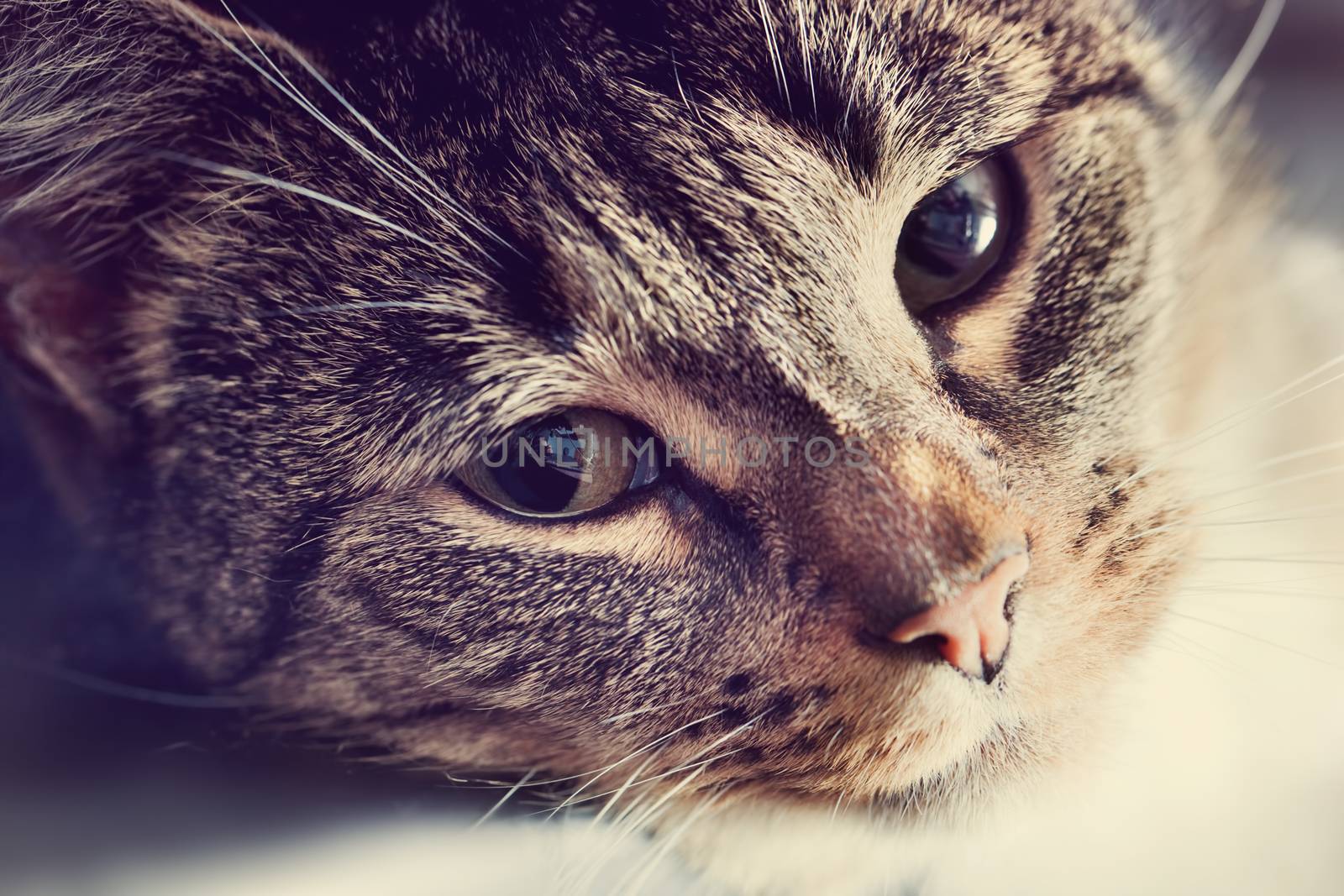 Cute cat lying in lazy, sleepy pose looking at the camera with its magnetic eyes. Close portrait, warm light