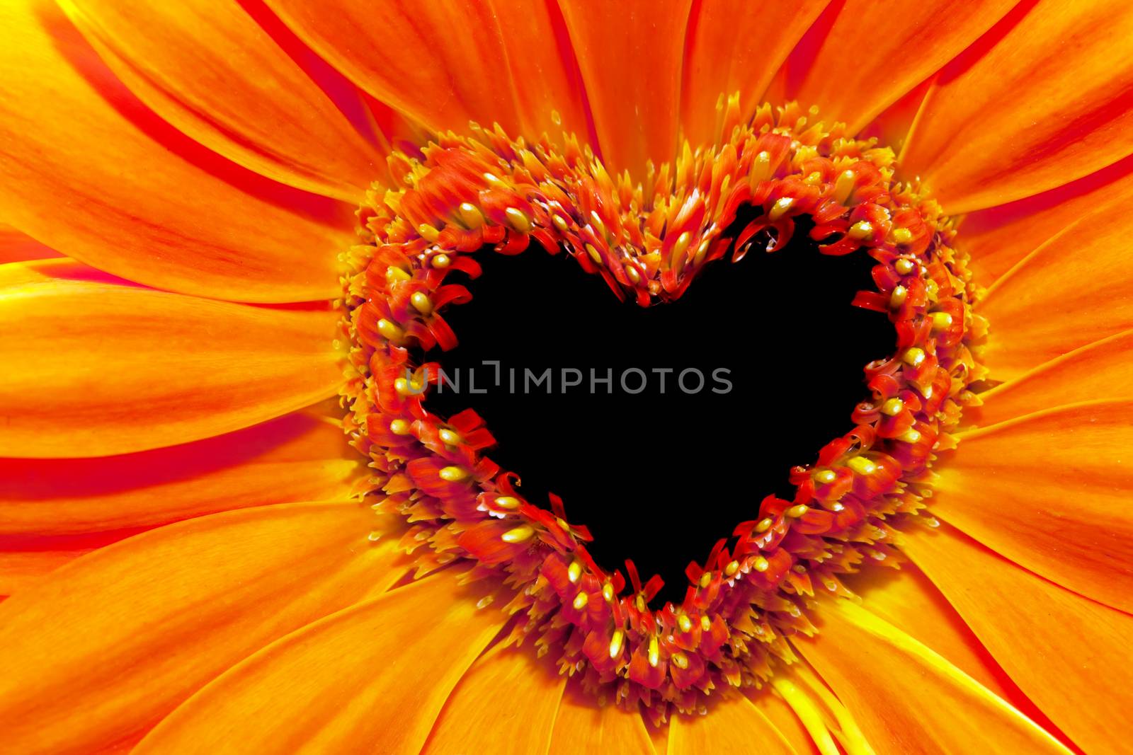Flower close up with a heart shaped stamens section. Love, Valentine's Day concepts.