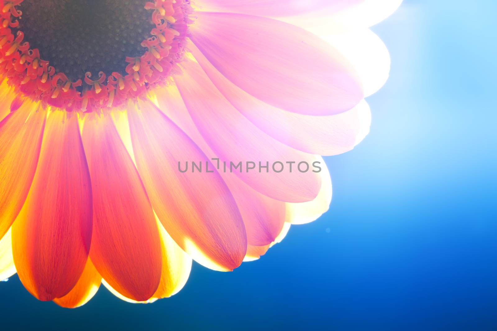 Flower close-up, sunlight from behind. Fresh, spring background