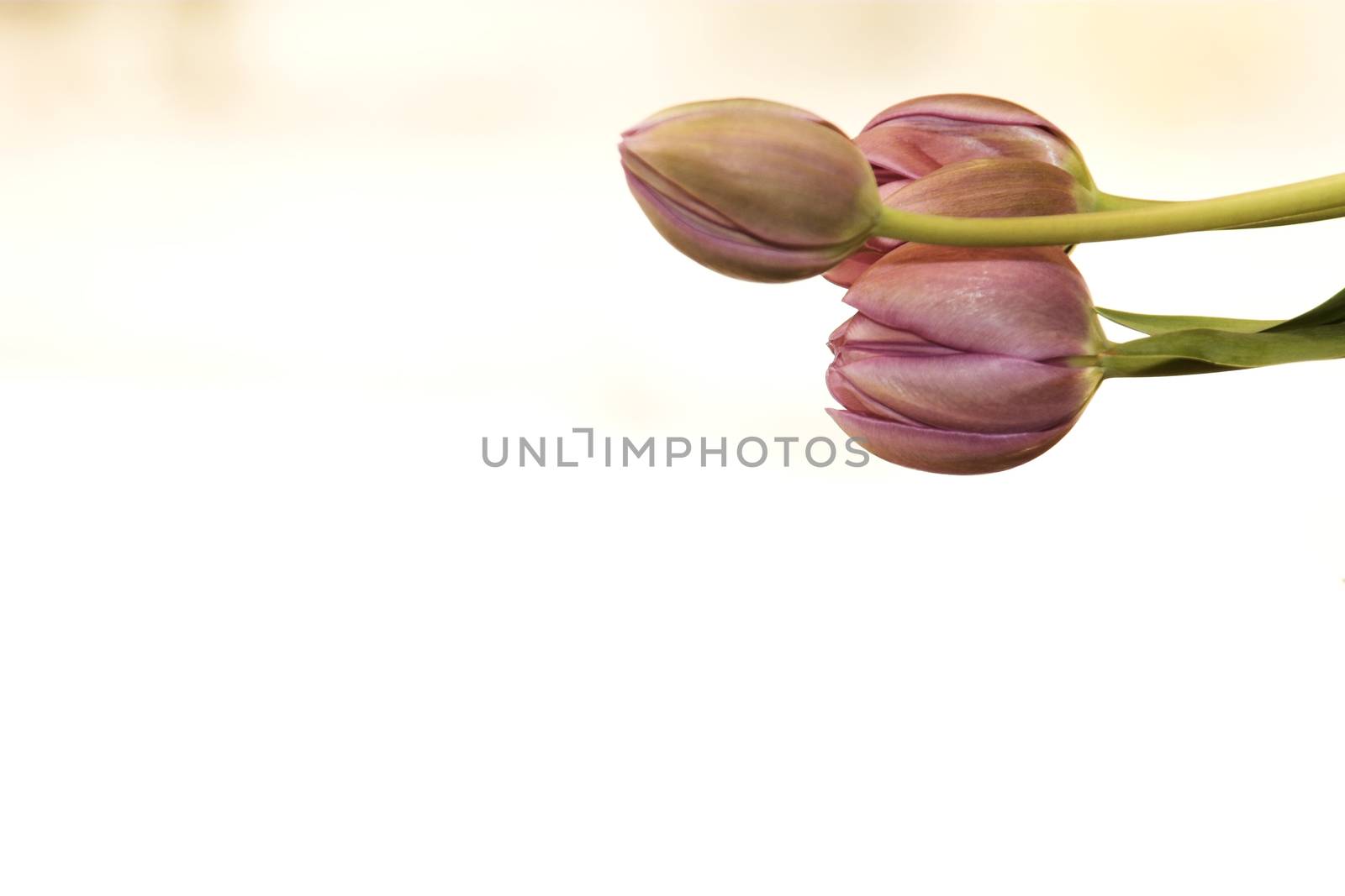 Closed Purple Tulips against a white background