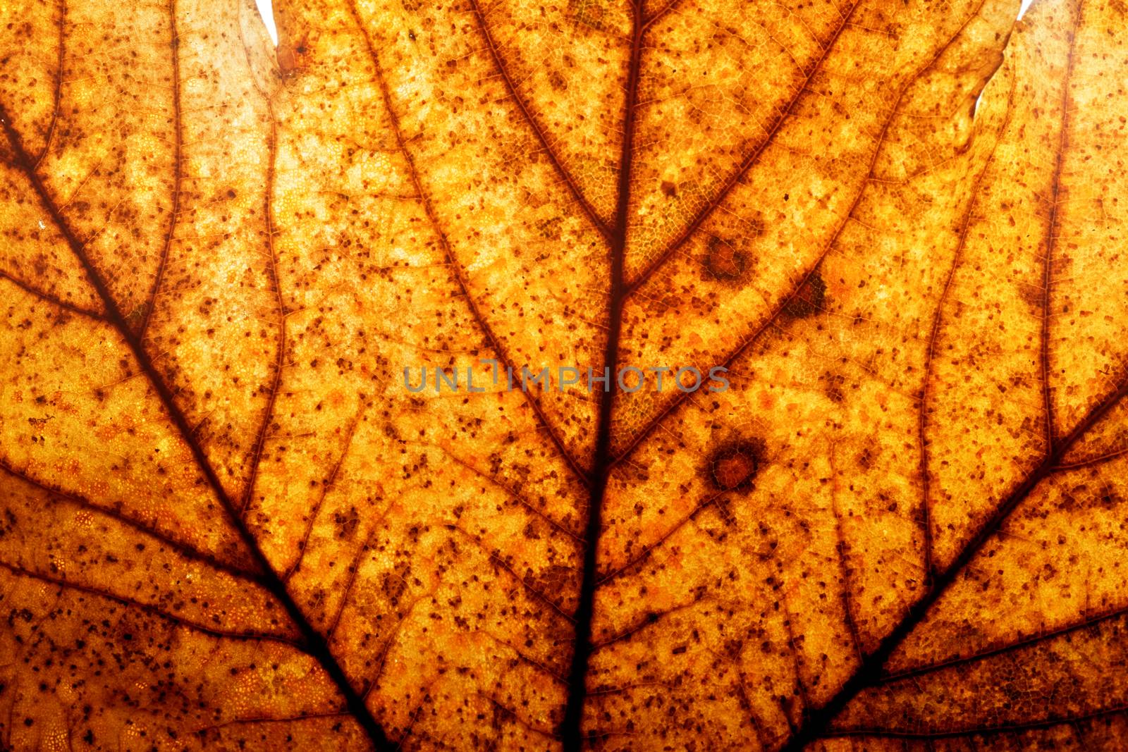 Red and yellow autumn maple leaf background. Natural structure of veins, high resolution. 