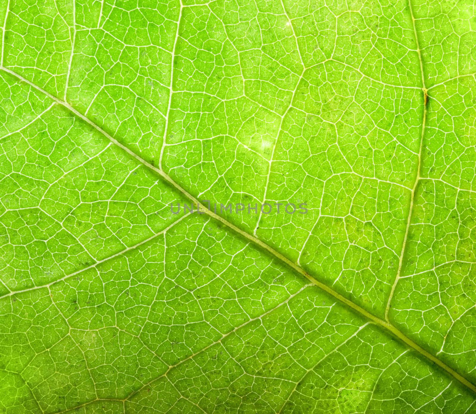 Green leaf background, close-up. by photocreo