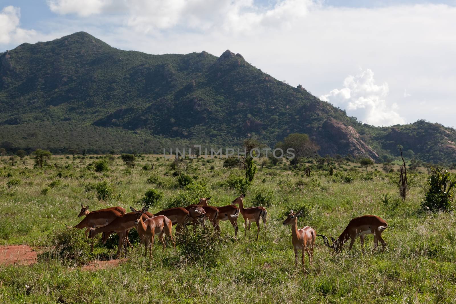 Impala's herd on savanna in Africa by photocreo