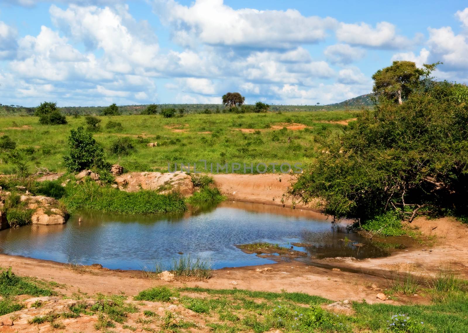 Pond of clear water in bush on savanna in Africa. Landscape of Tsavo West, Kenya.
