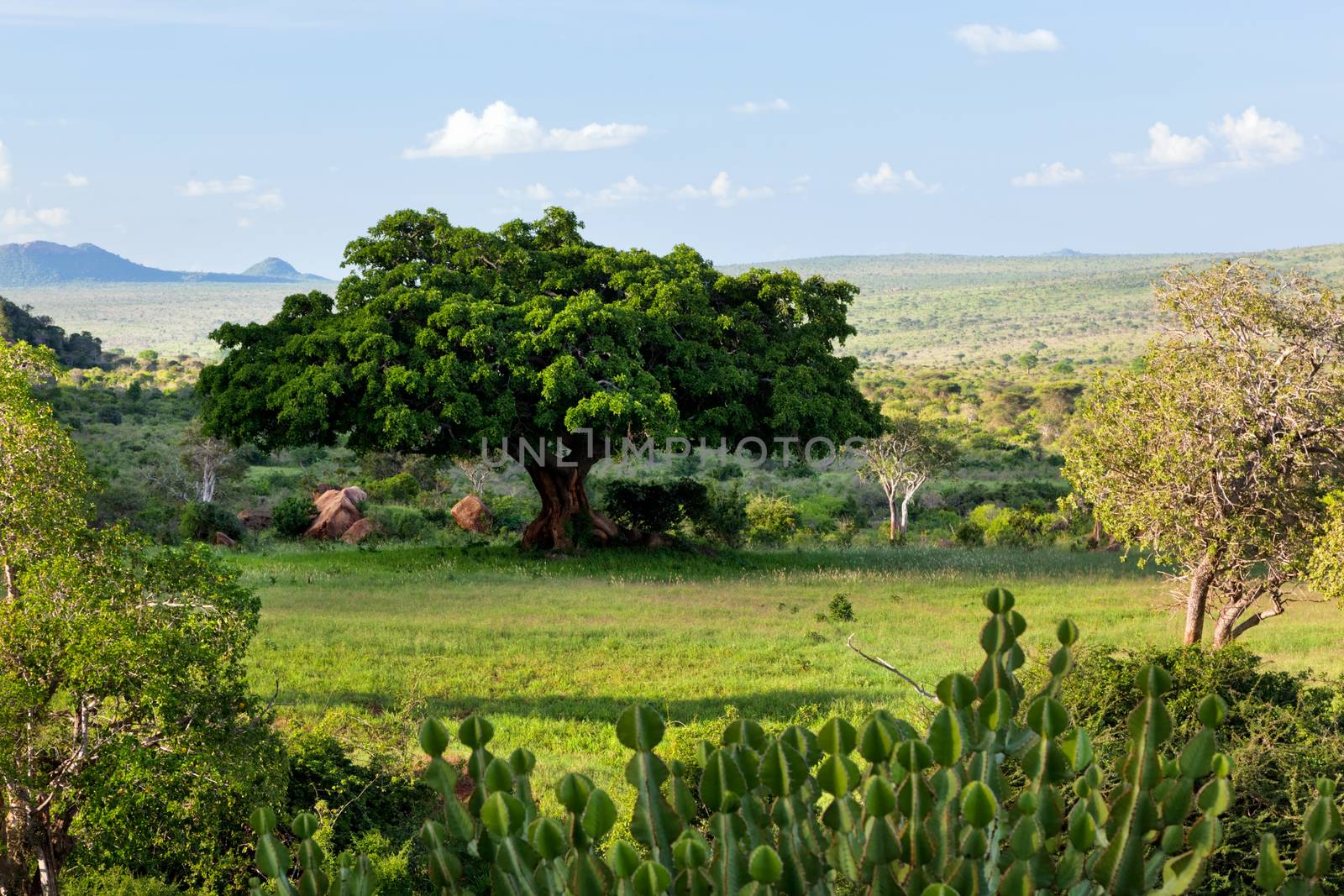 Savanna, bush landscape in Africa. Tsavo West, Kenya. by photocreo
