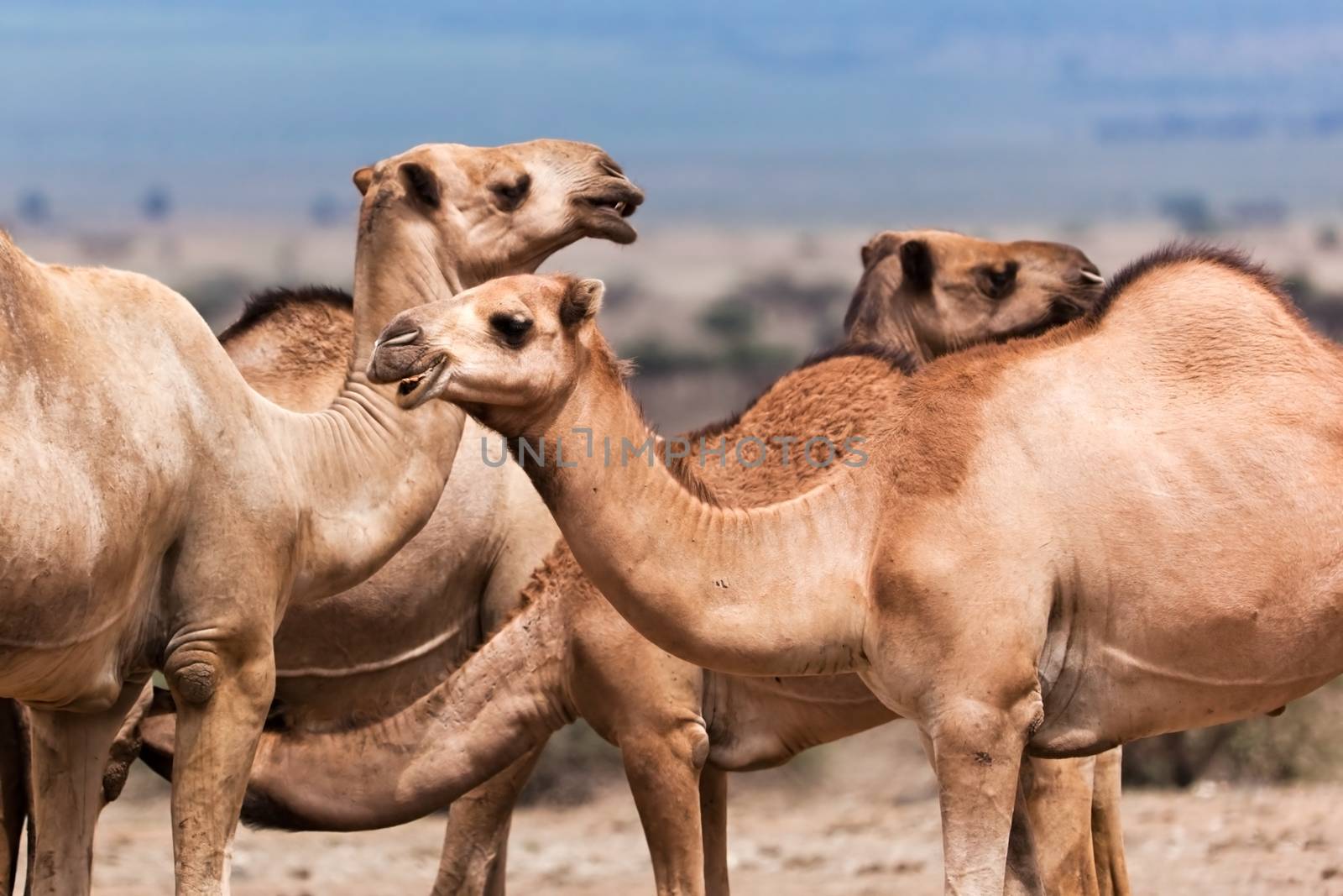 Group of camels under the tree in Africa