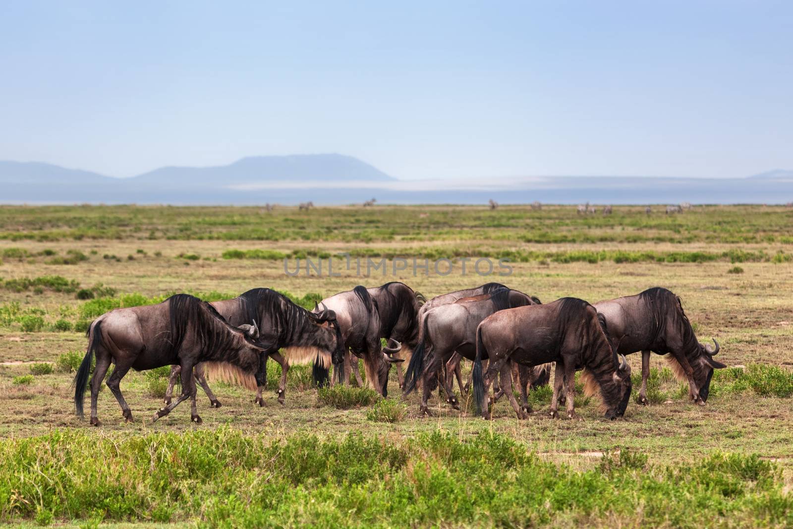 Wildebeests herd, Gnu on savanna. Safari in Serengeti, Tanzania, Africa