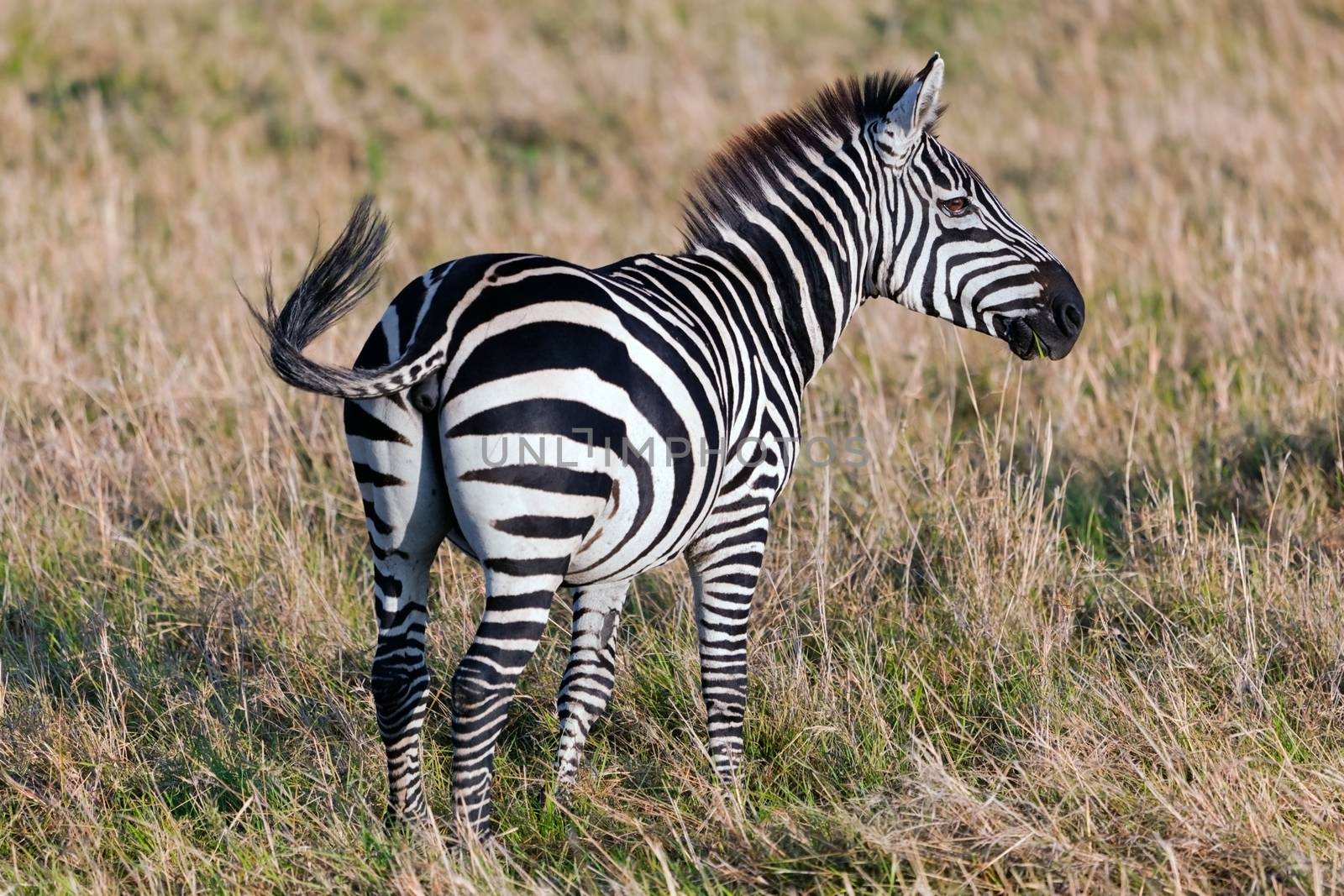 Zebra on savanna, Africa. Safari in Serengeti, Tanzania