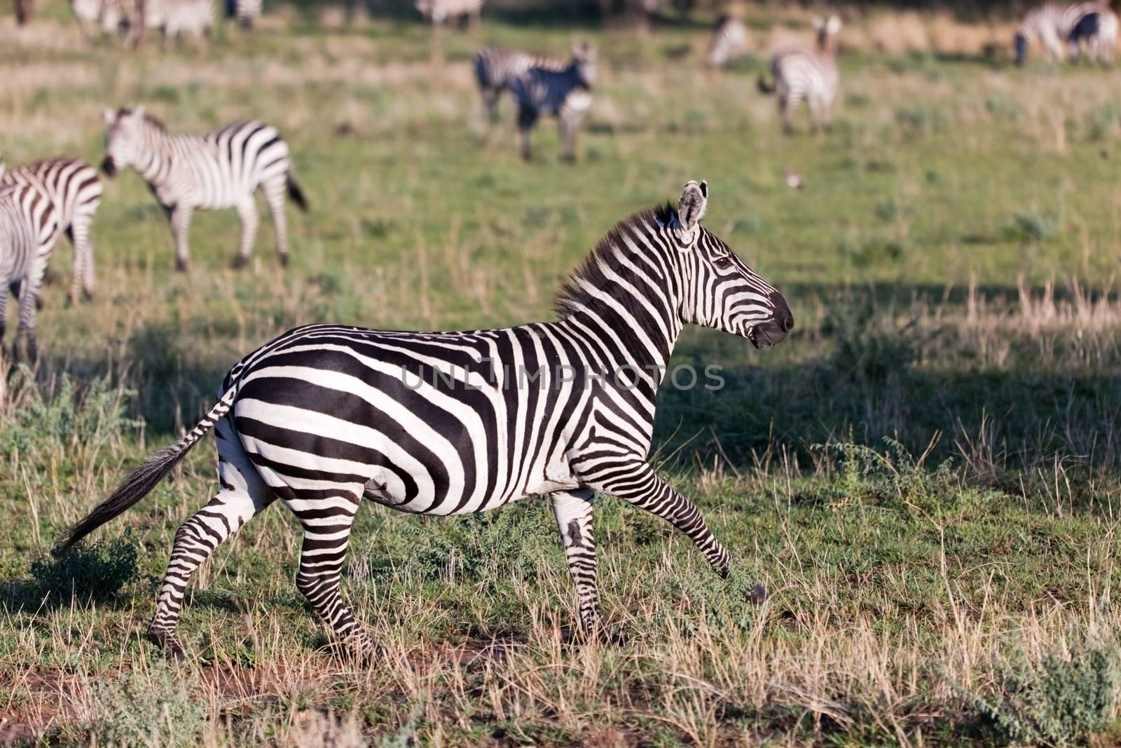 Zebra on African savanna. by photocreo
