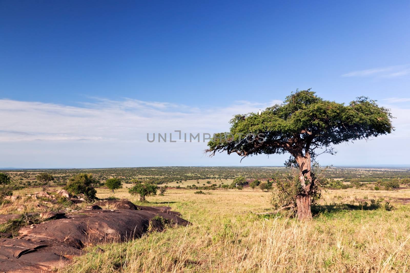 Single tree on savanna, bush. Landscape of Africa. Tsavo West, Kenya.