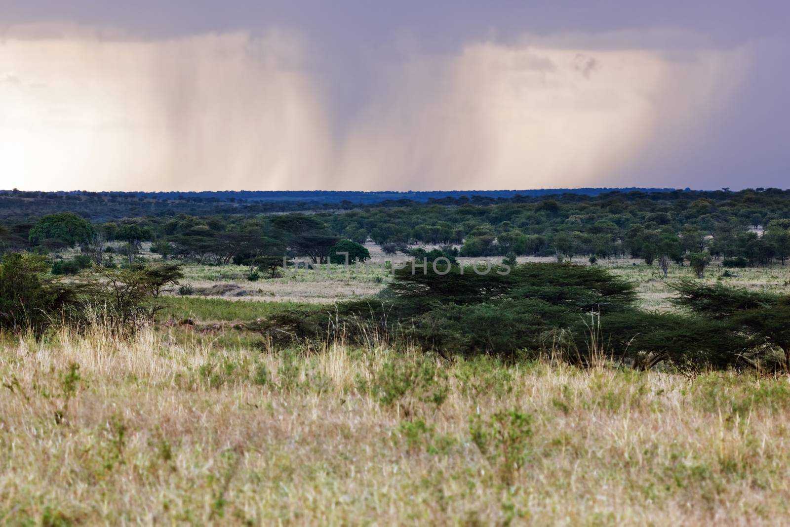 Savanna plain landscape in Africa, Serengeti, Tanzania. 