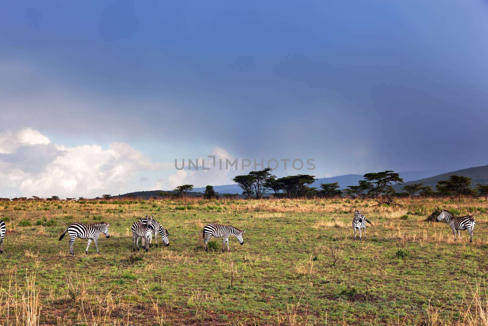 Zebras herd on African savanna. by photocreo