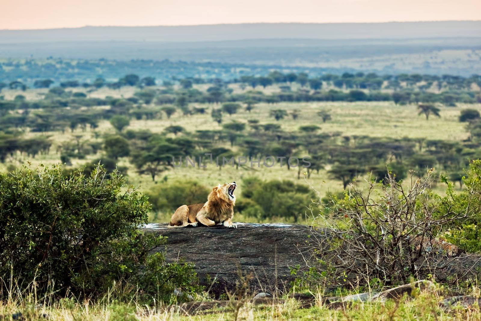 Lion lying on rocks and roars on savanna at sunset. Safari in Serengeti, Tanzania, Africa